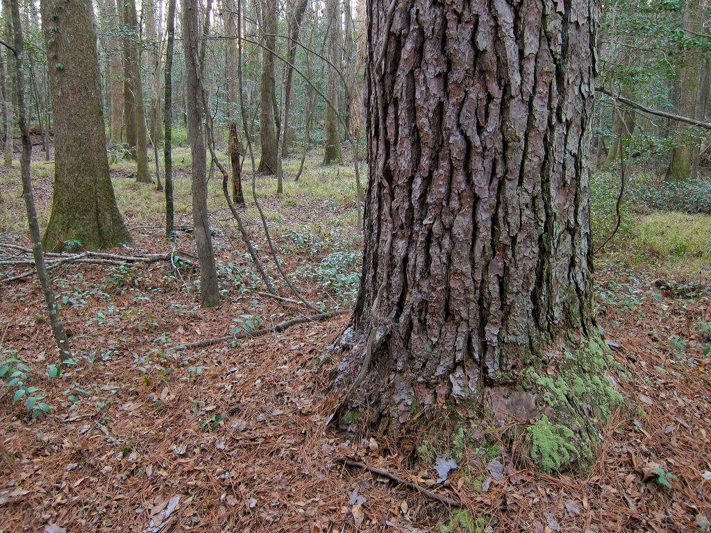 Loblolly pine (Pinus taeda) on Congaree National Park Elev