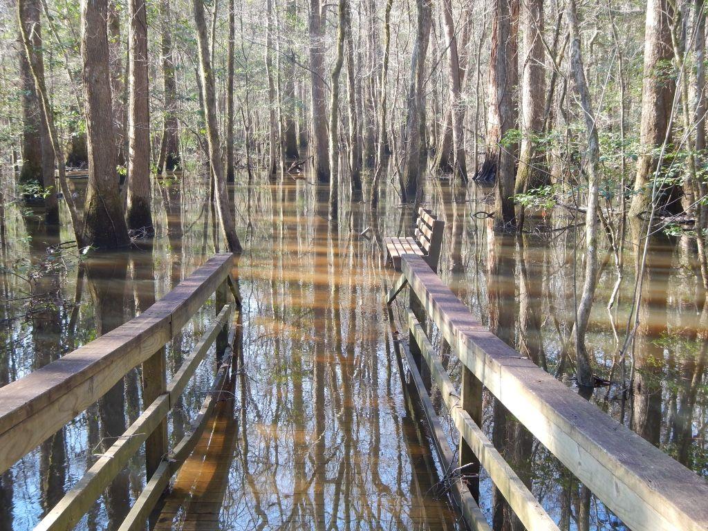 Congaree National Park, South Carolina copyright Lynda Terrill
