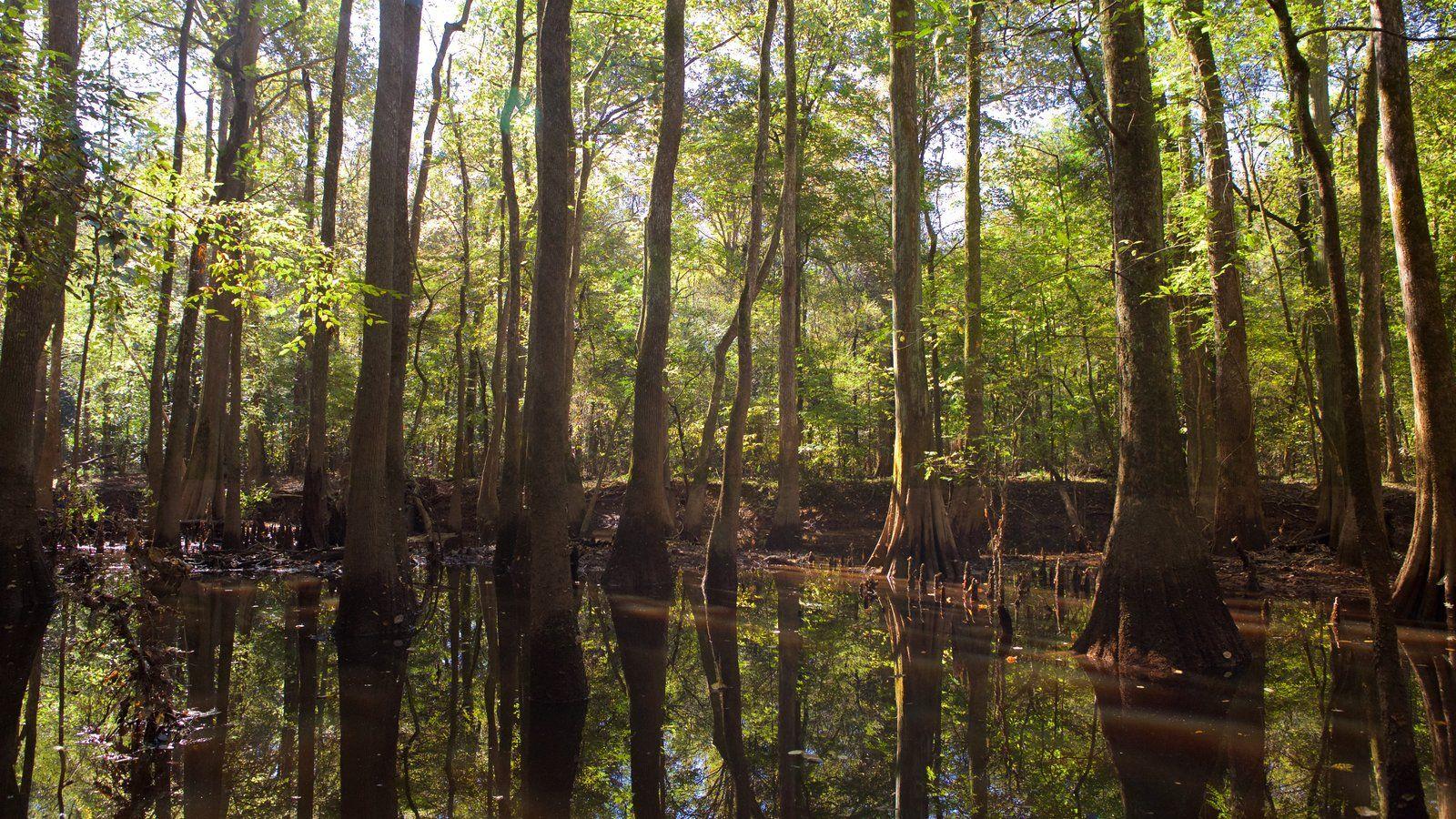 Congaree National Park Picture: View Photo & Image of Congaree