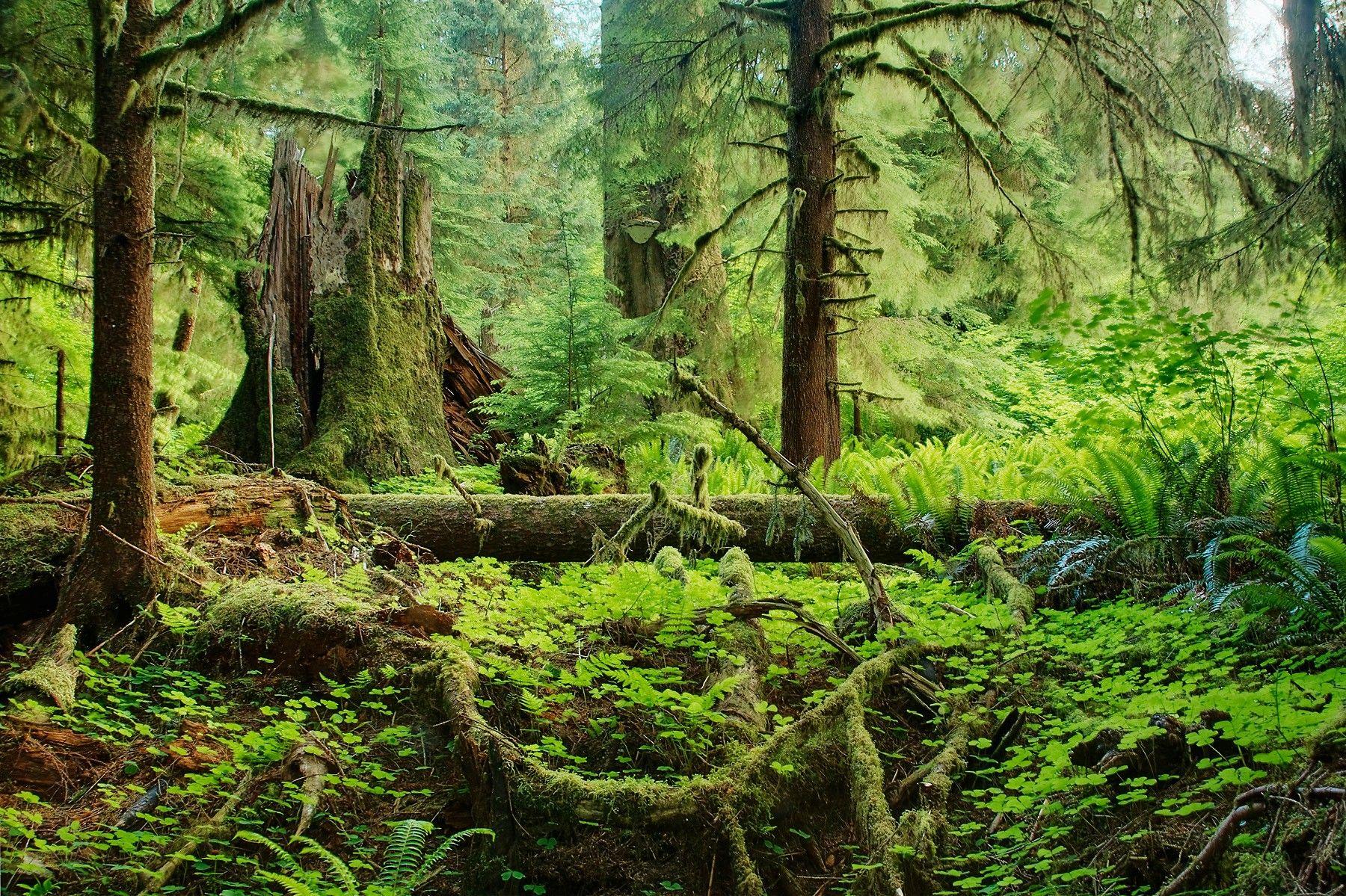 Congaree National Park in USA Forest Tree HD Nature Wallpaper. HD