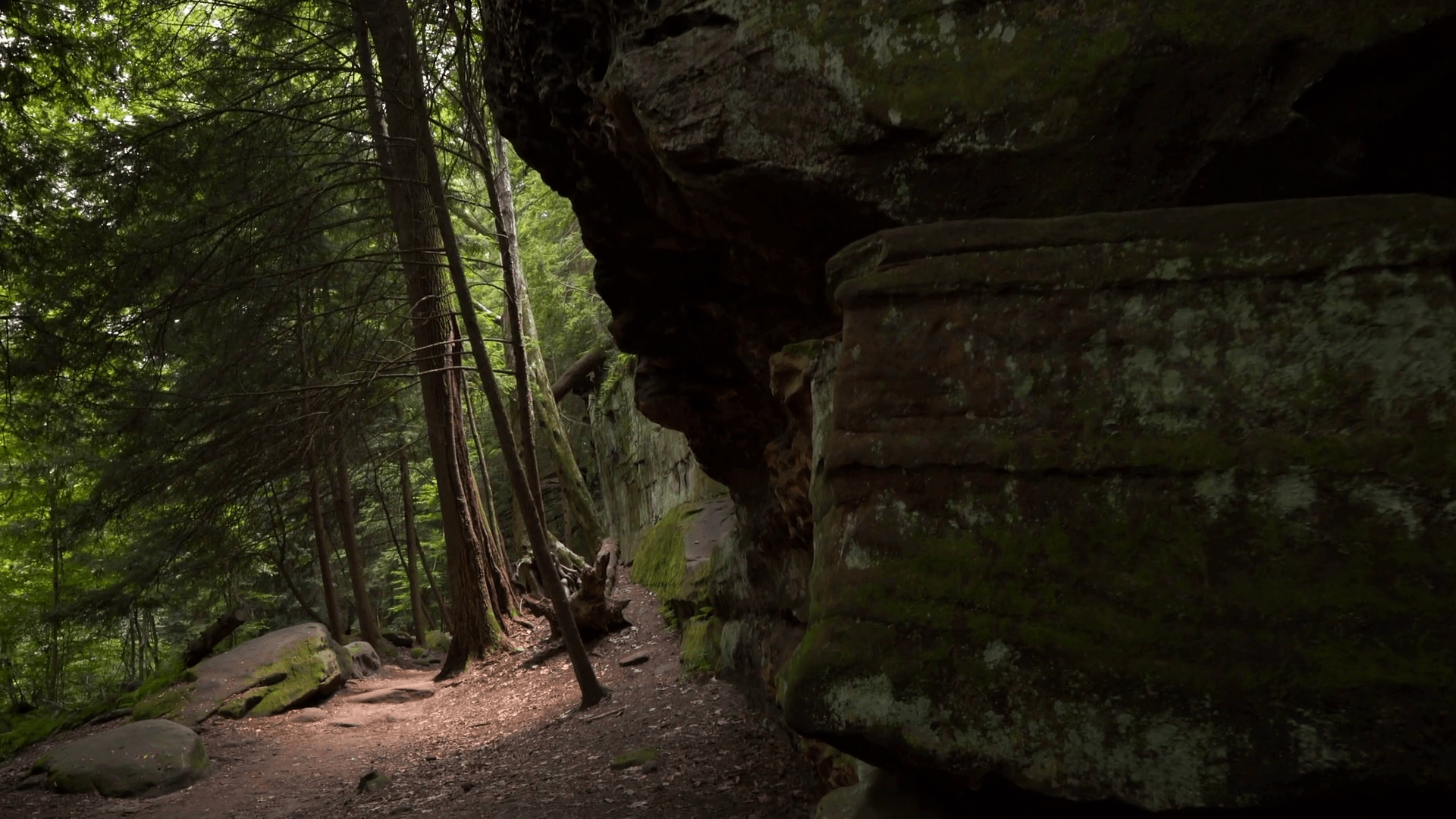 Stabilized hike in the forest at Cuyahoga Valley National Park