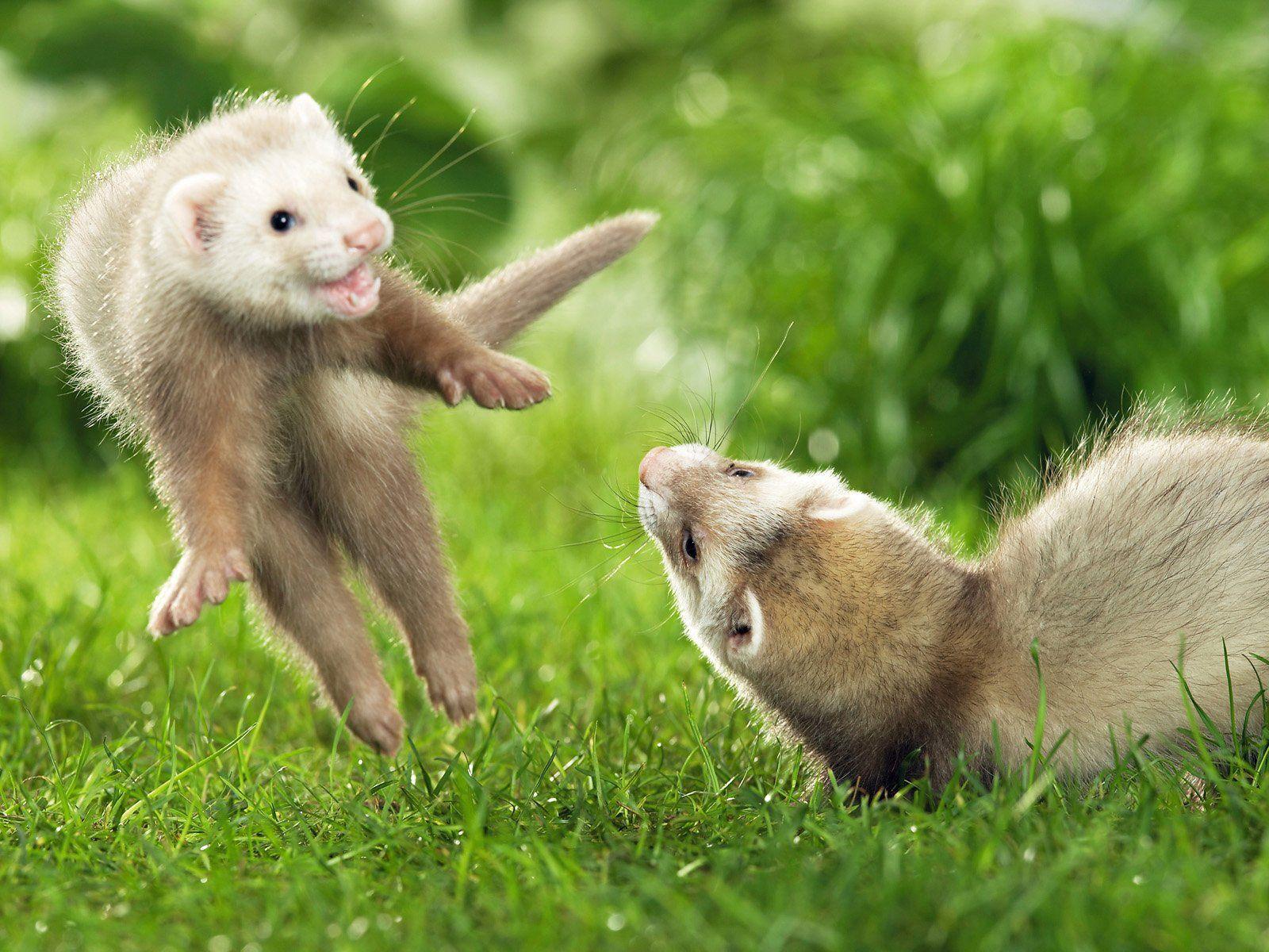 Animals grass jumping outdoors ferret wallpaperx1200
