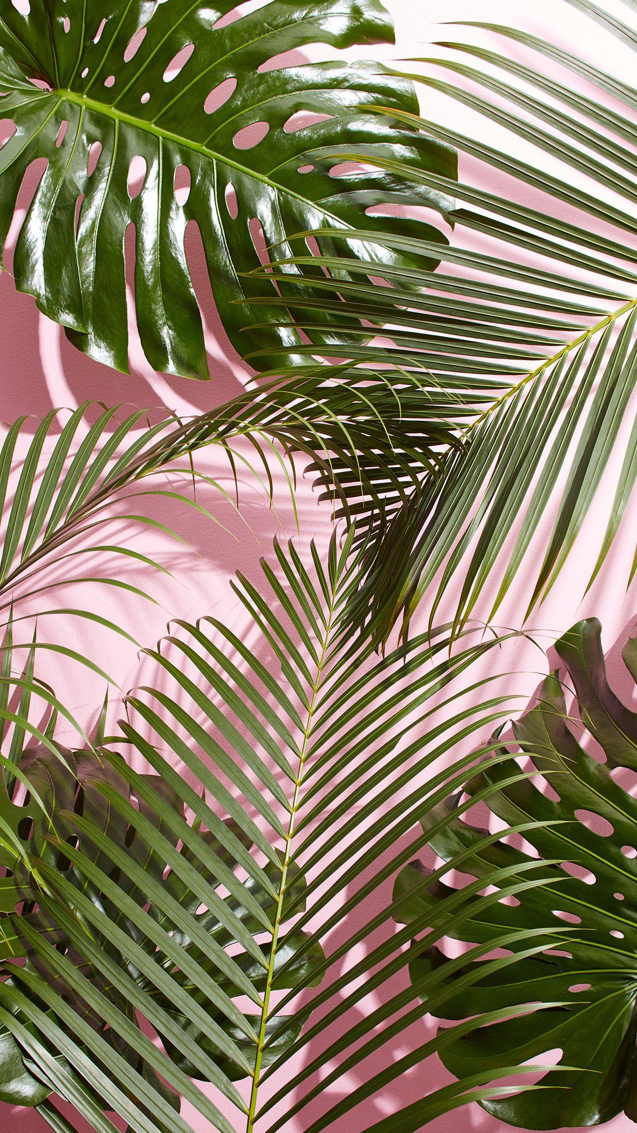 Tropical Palm Leaf Wallpaper