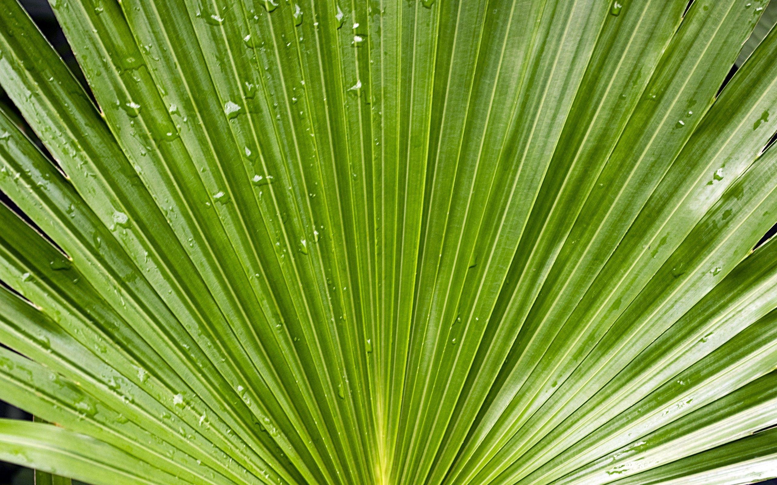 Green water drop plants palm leaves wallpaper