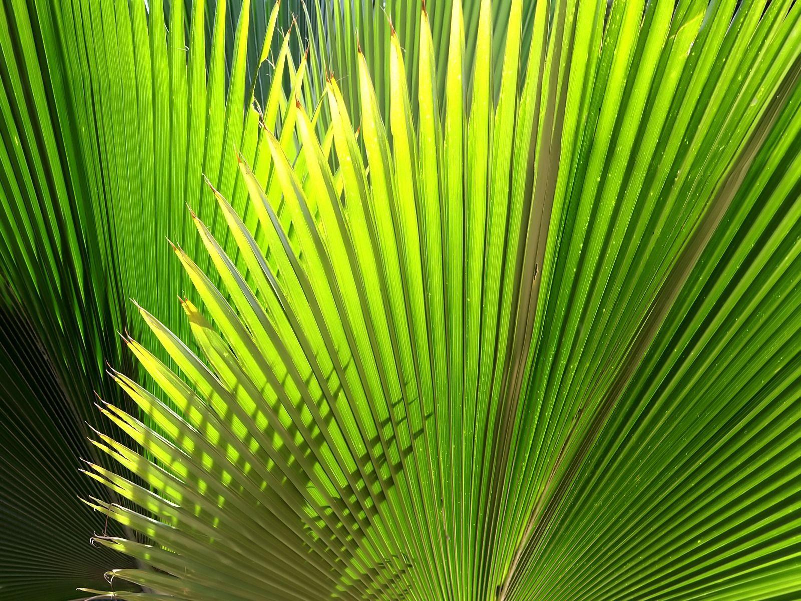 Palm Leaves Wallpapers - Wallpaper Cave