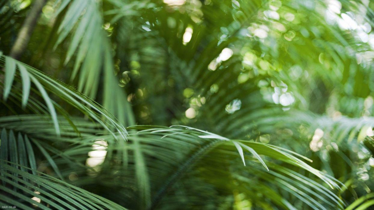 Close Up Nature Bokeh Rainforest Palm Leaves Wallpaperx1080