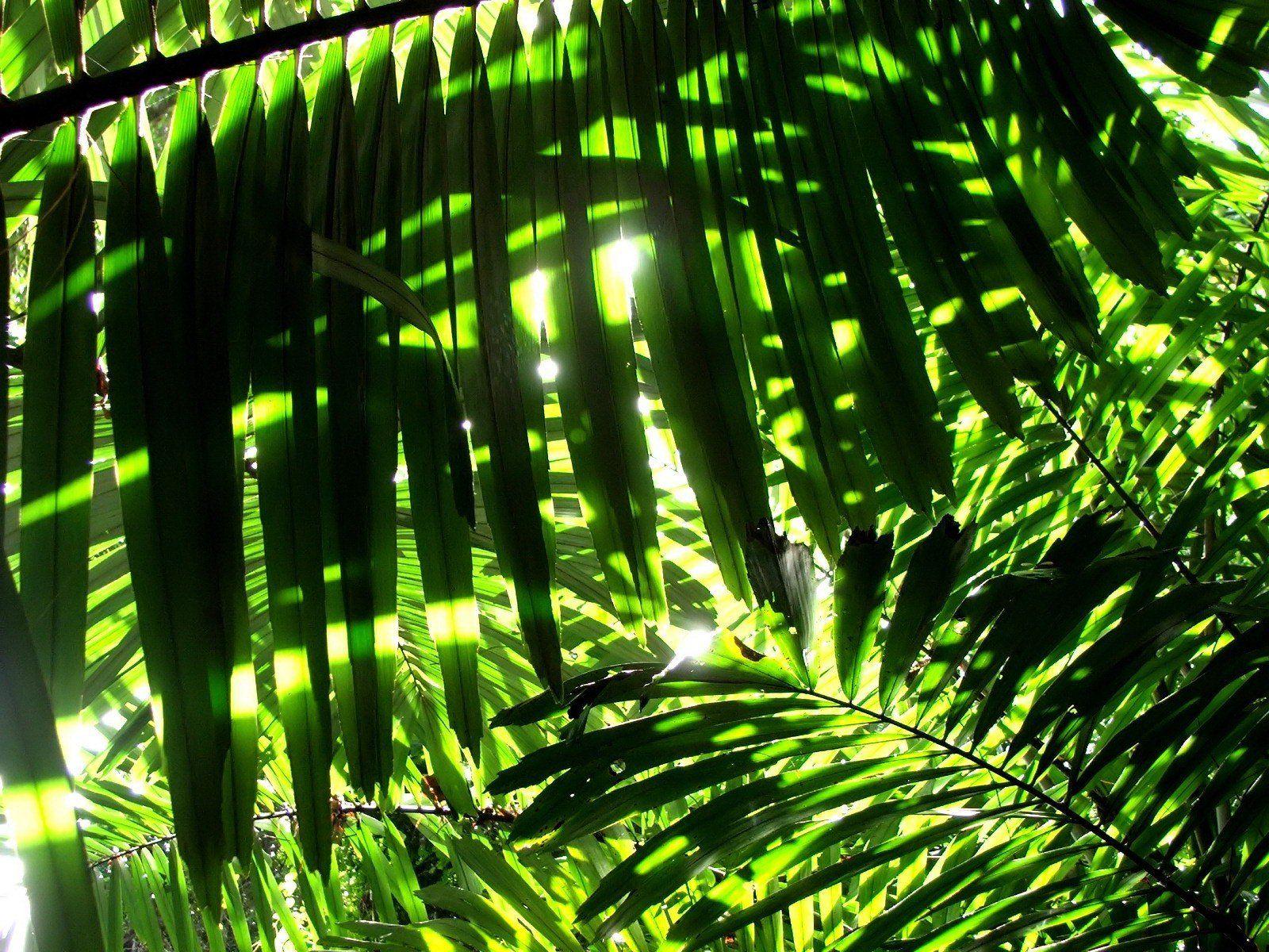 Nature leaves sunlight palm leaves wallpaperx1200