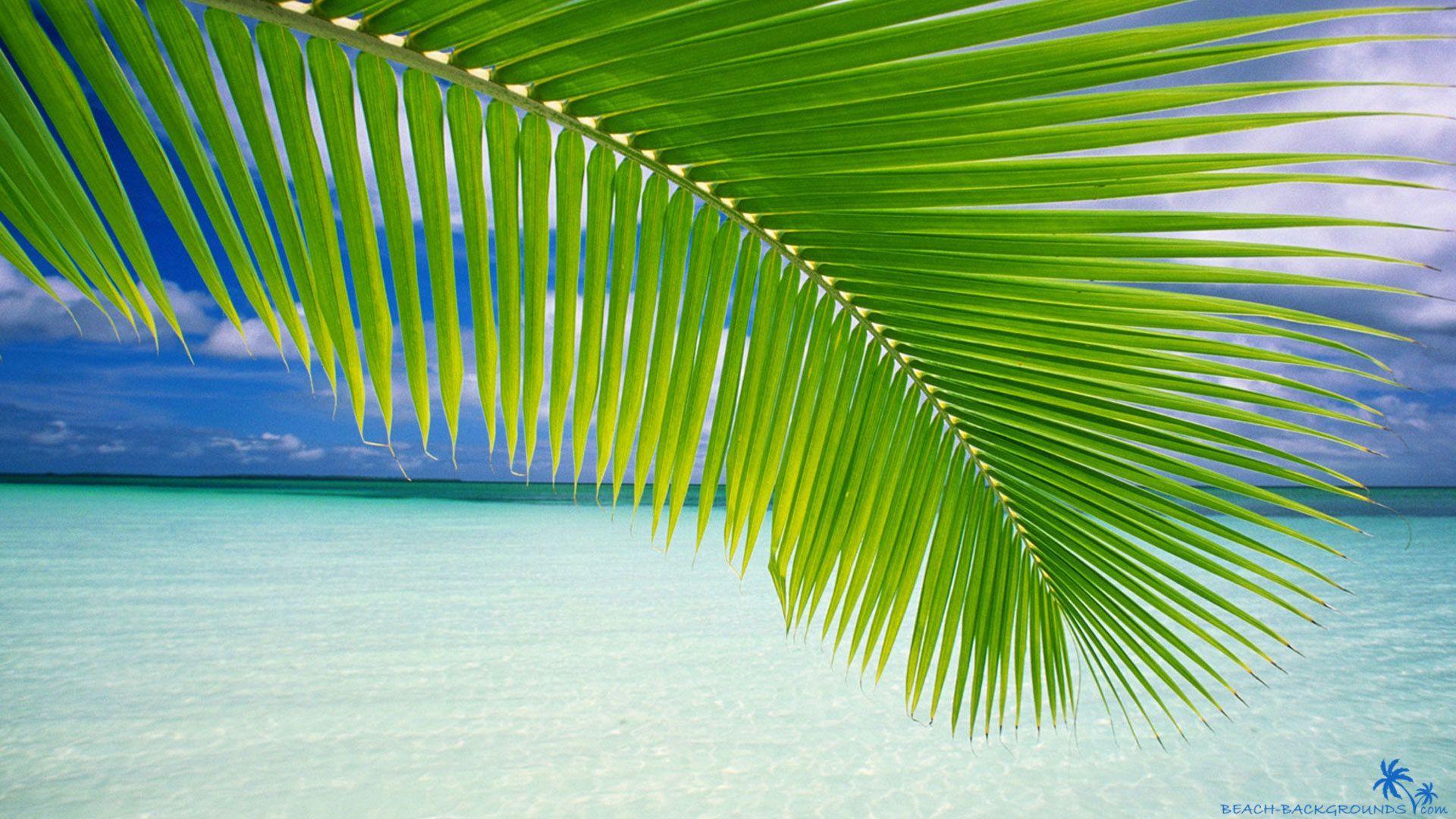 Beach palm green leaf