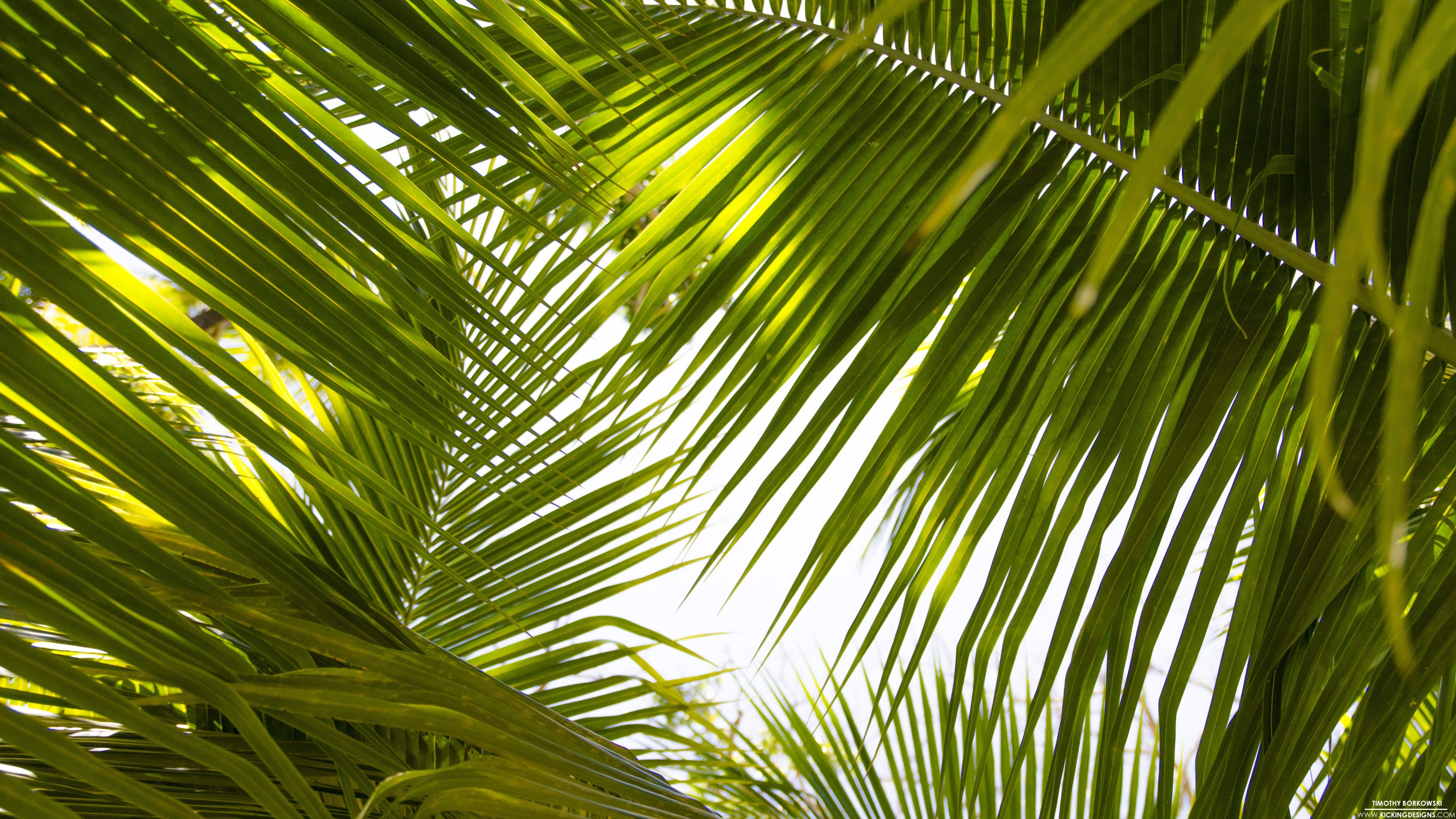 PicZene - Palm Leaves Wallpaper Desktop