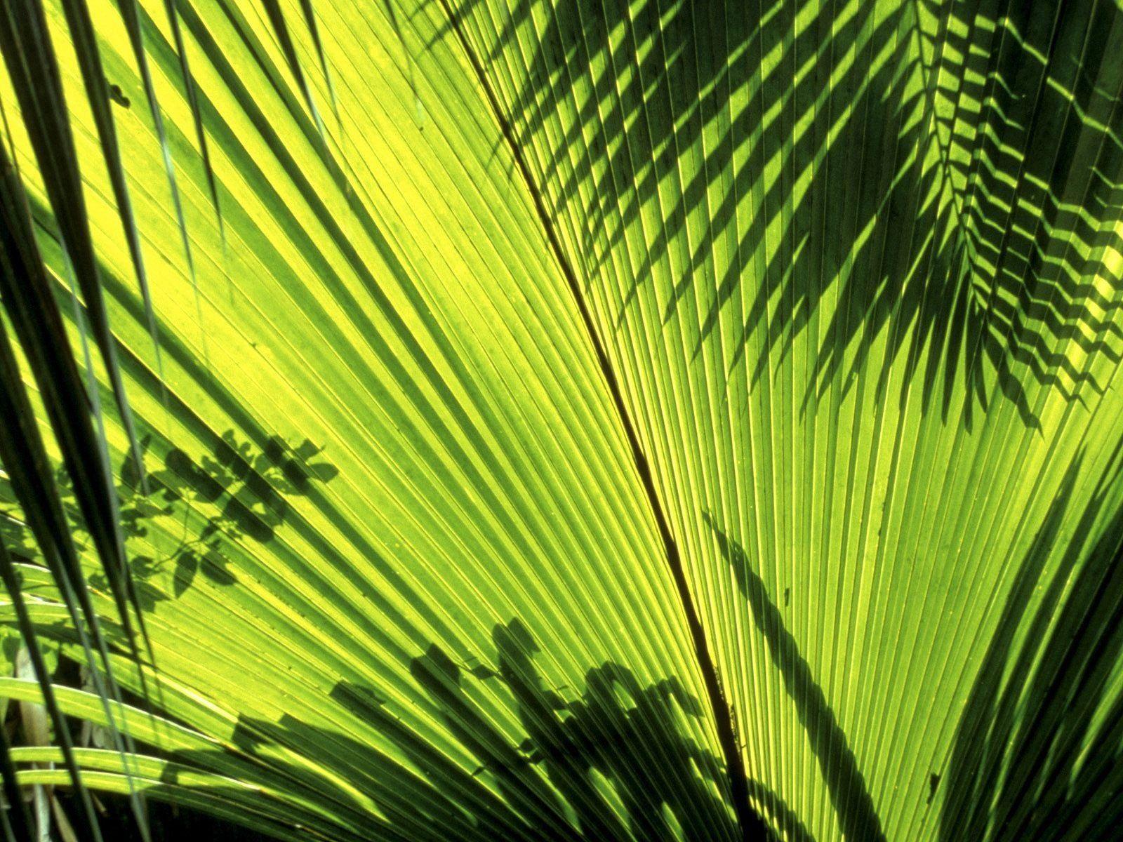 Nature Seychelles palm leaves wallpaperx1200