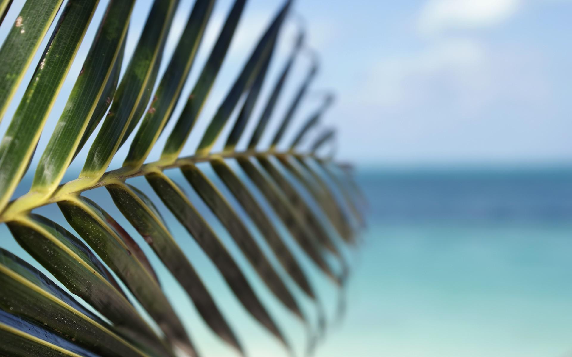 Palm Leaves Wallpapers - Wallpaper Cave