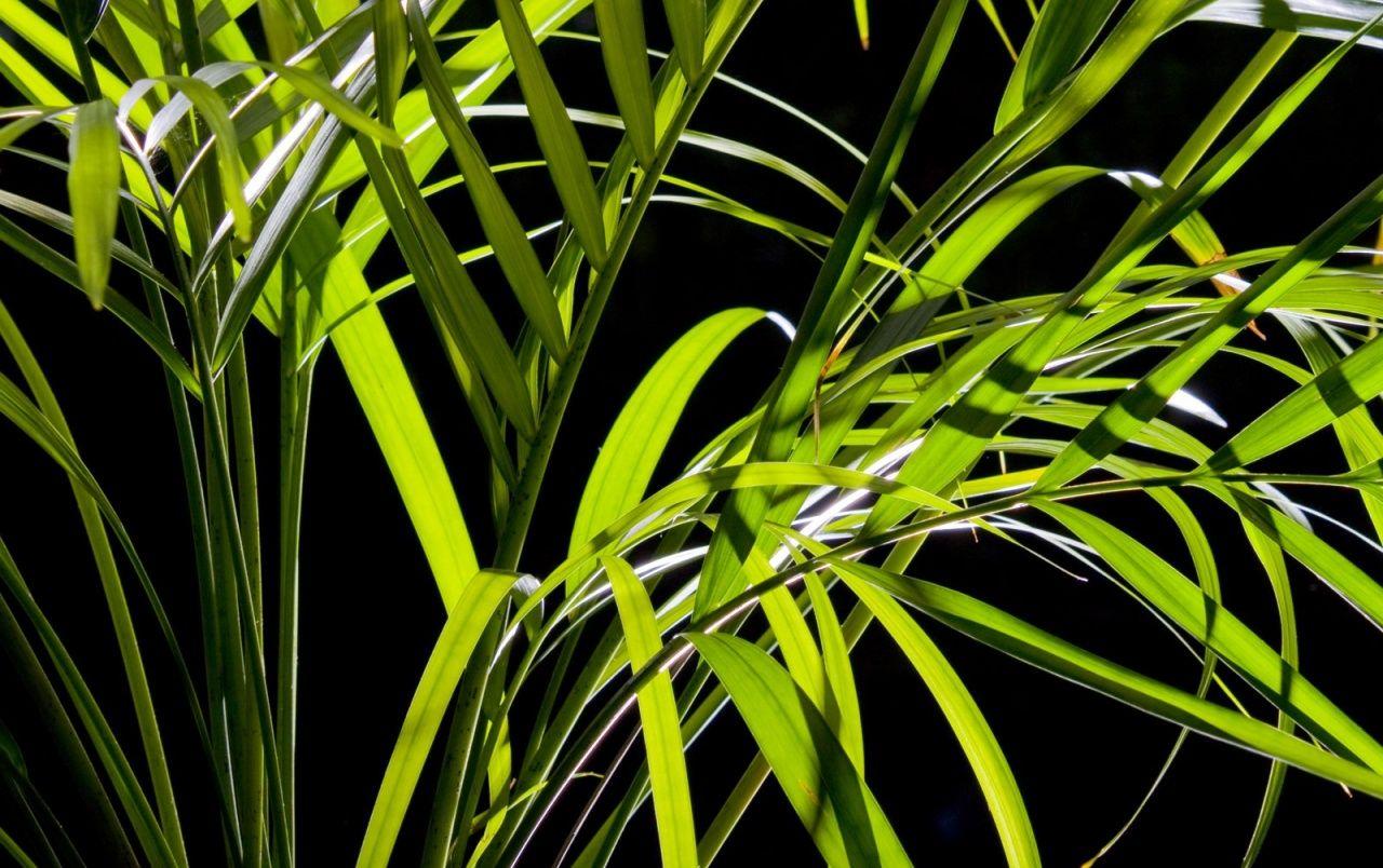 Palm Leaves wallpaper. Palm Leaves
