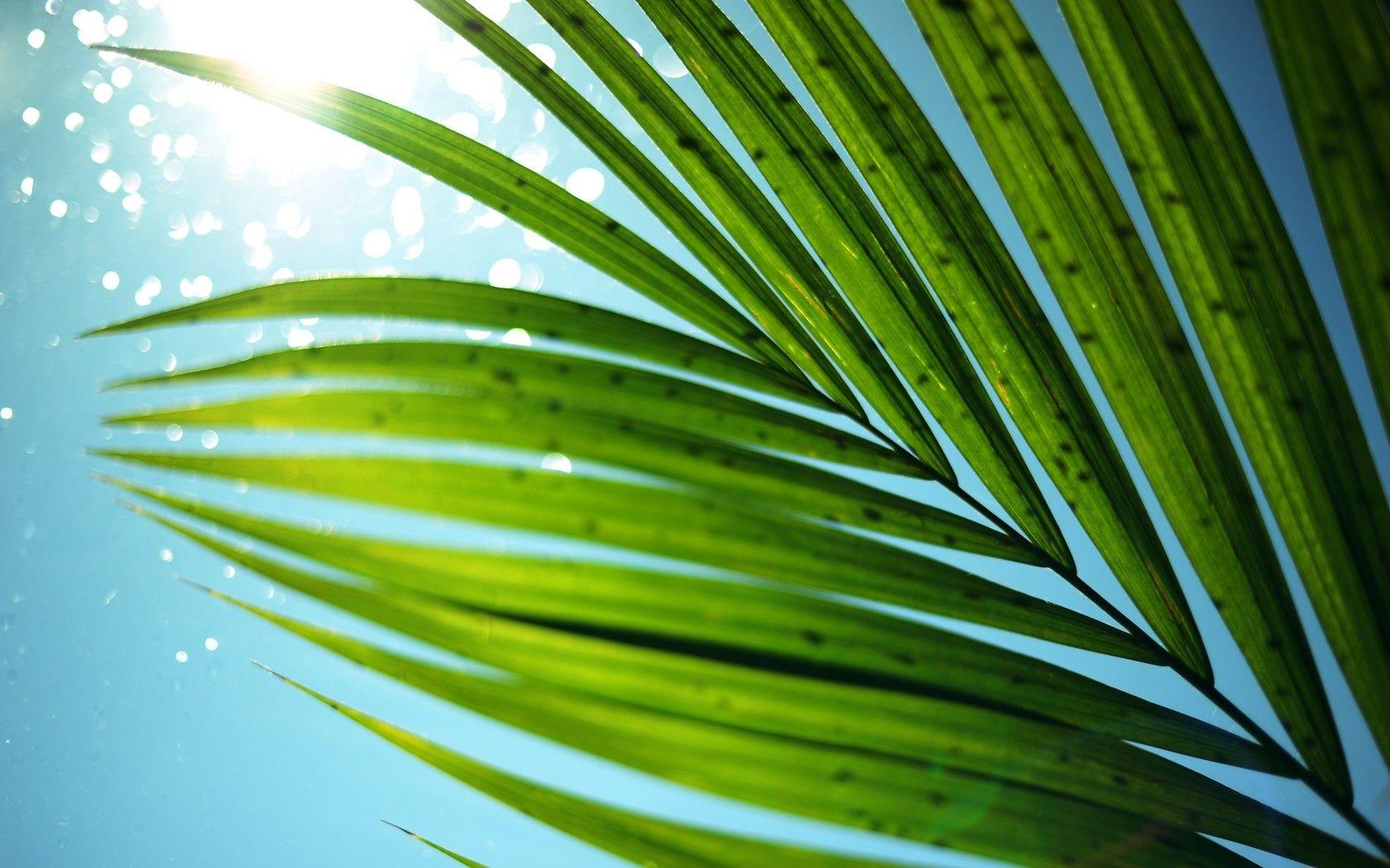 Macro Majestisc Palm Tree Leaf widescreen wallpaper. Wide