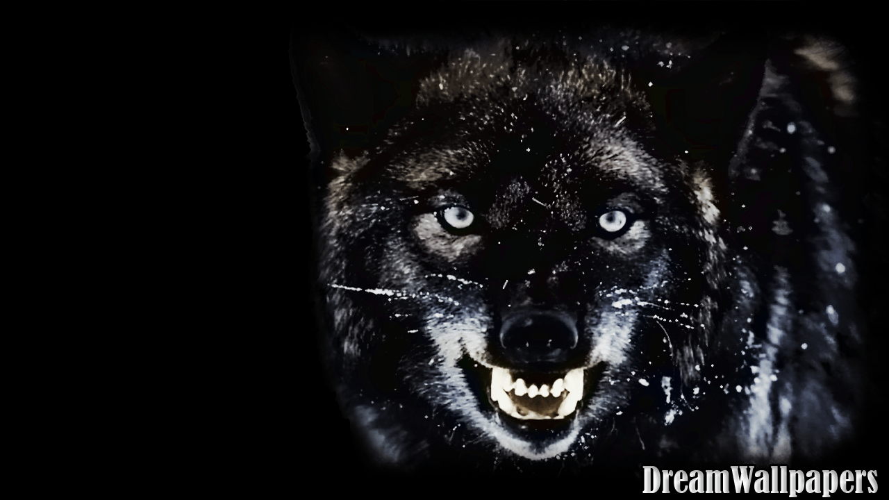 Black Wolf Wallpaper Apps on Google Play