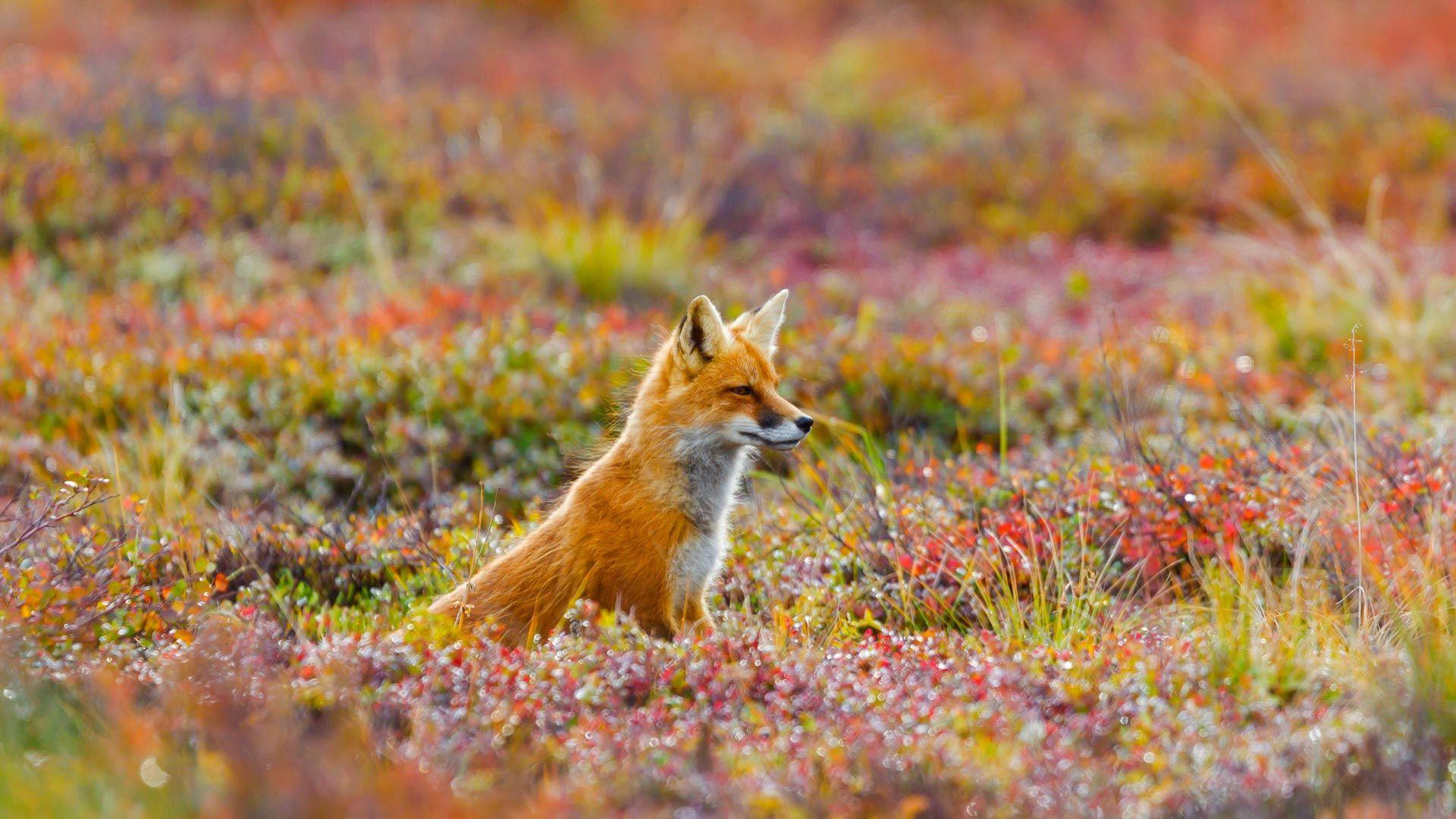 Red fox in Denali National Park and Preserve, Alaska © Michael