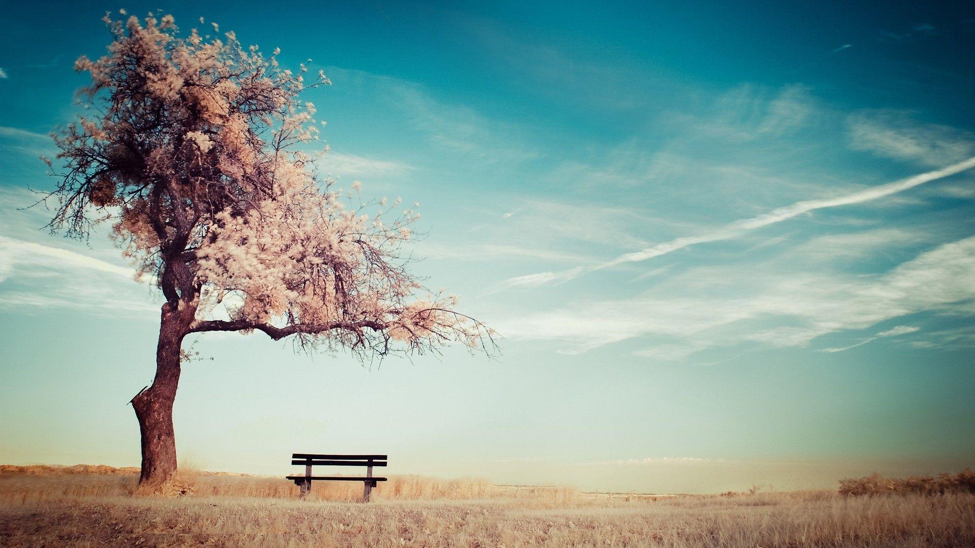 Cherry Blossoms by the Bench HD Wallpaper FullHDWpp HD