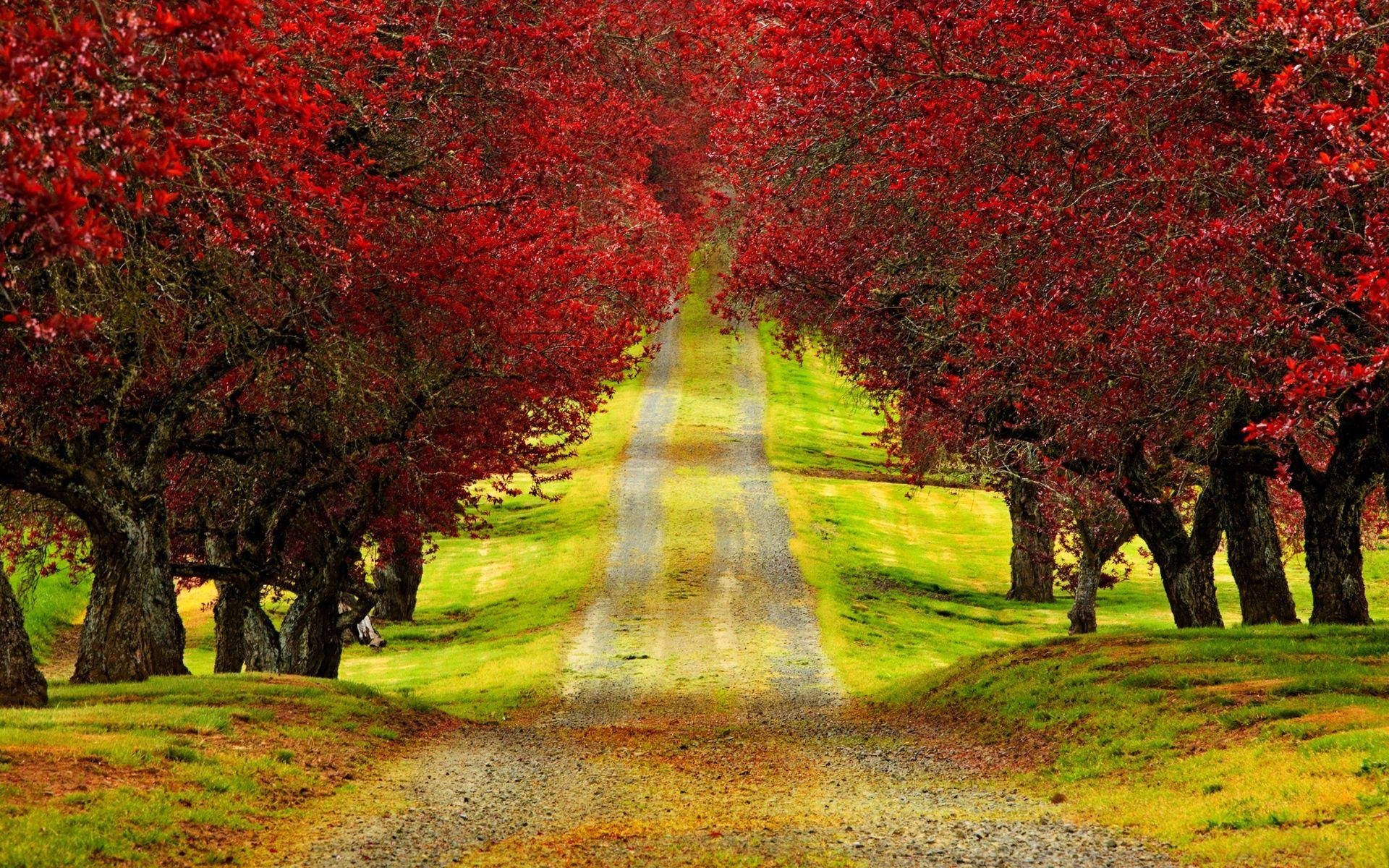 Red Trees Autumn Road Beautiful HD Wallpaper Nature Wallpaper