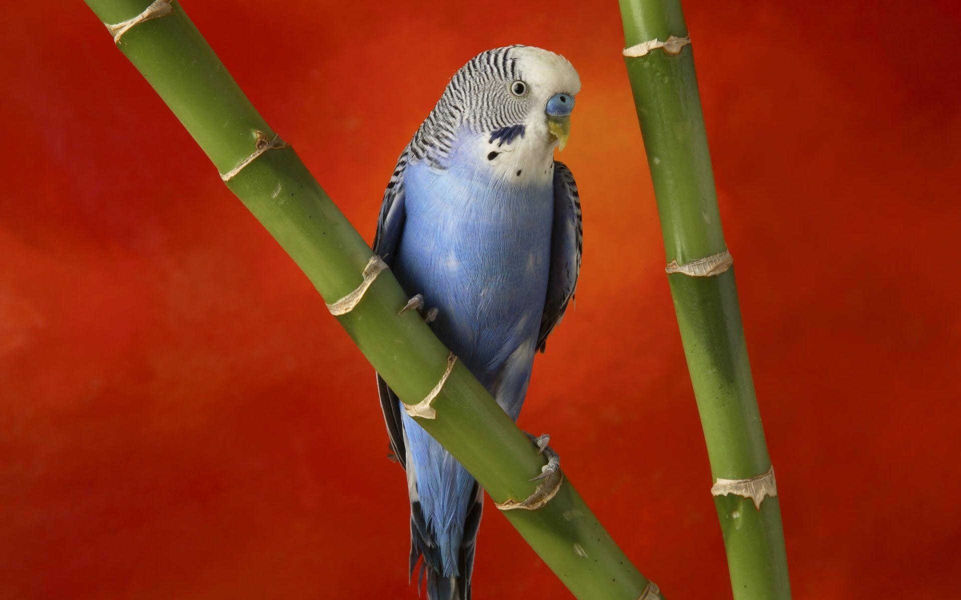 Colorful Budgerigar Wallpaper