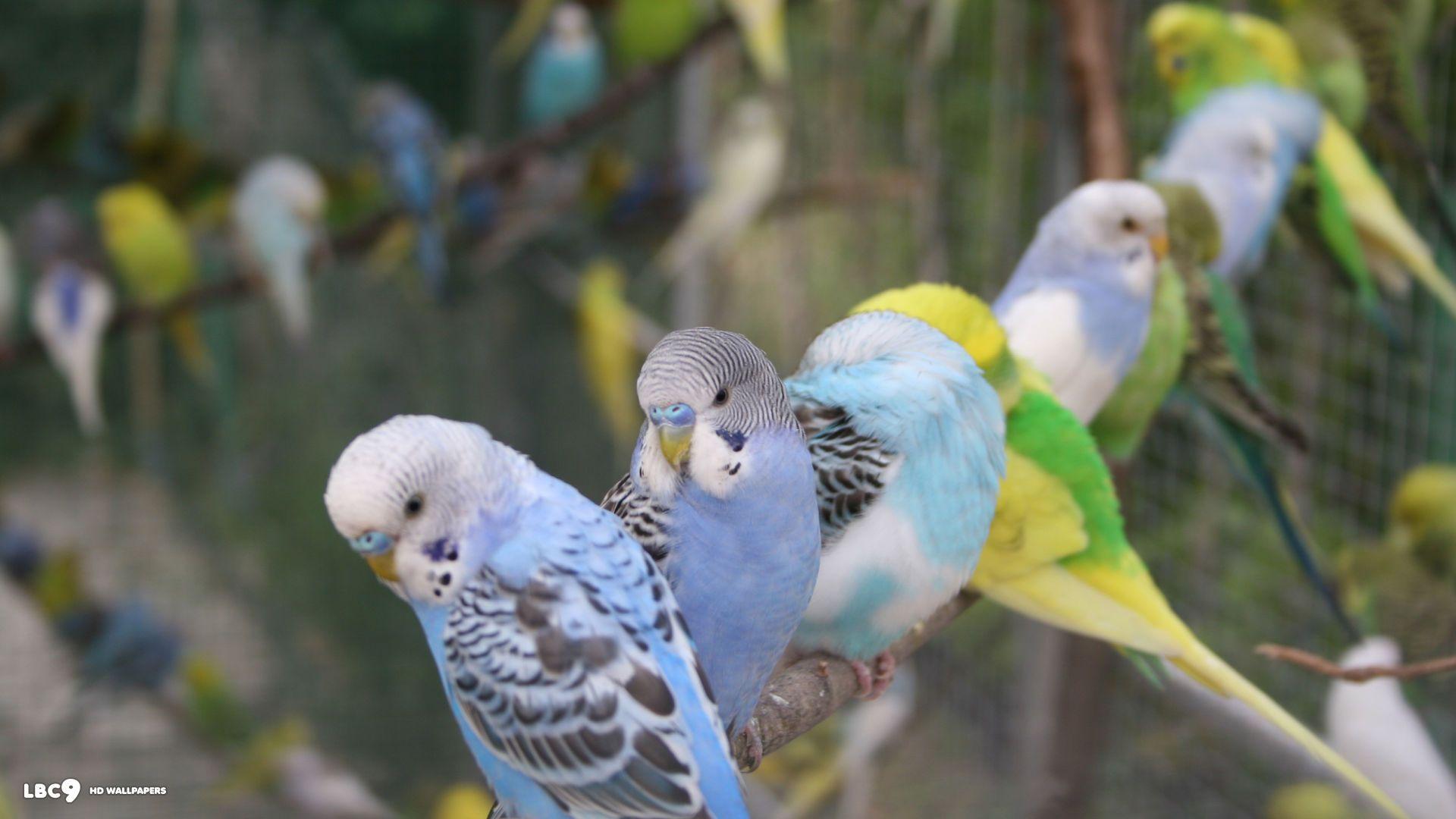 Parakeet Wallpaper Animals Town 1124×899 Parakeet Wallpaper 39