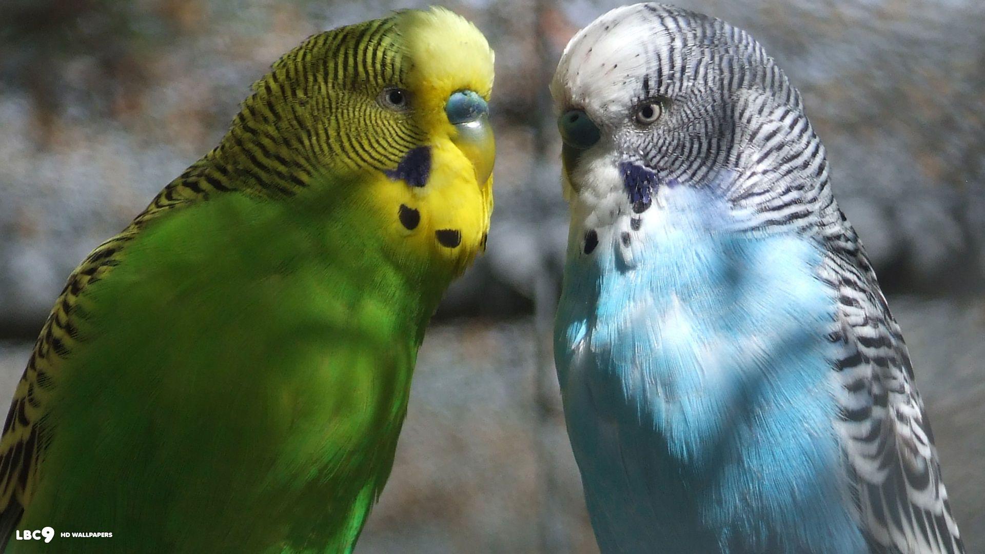 Budgies image 2 Budgies HD wallpaper and background photo