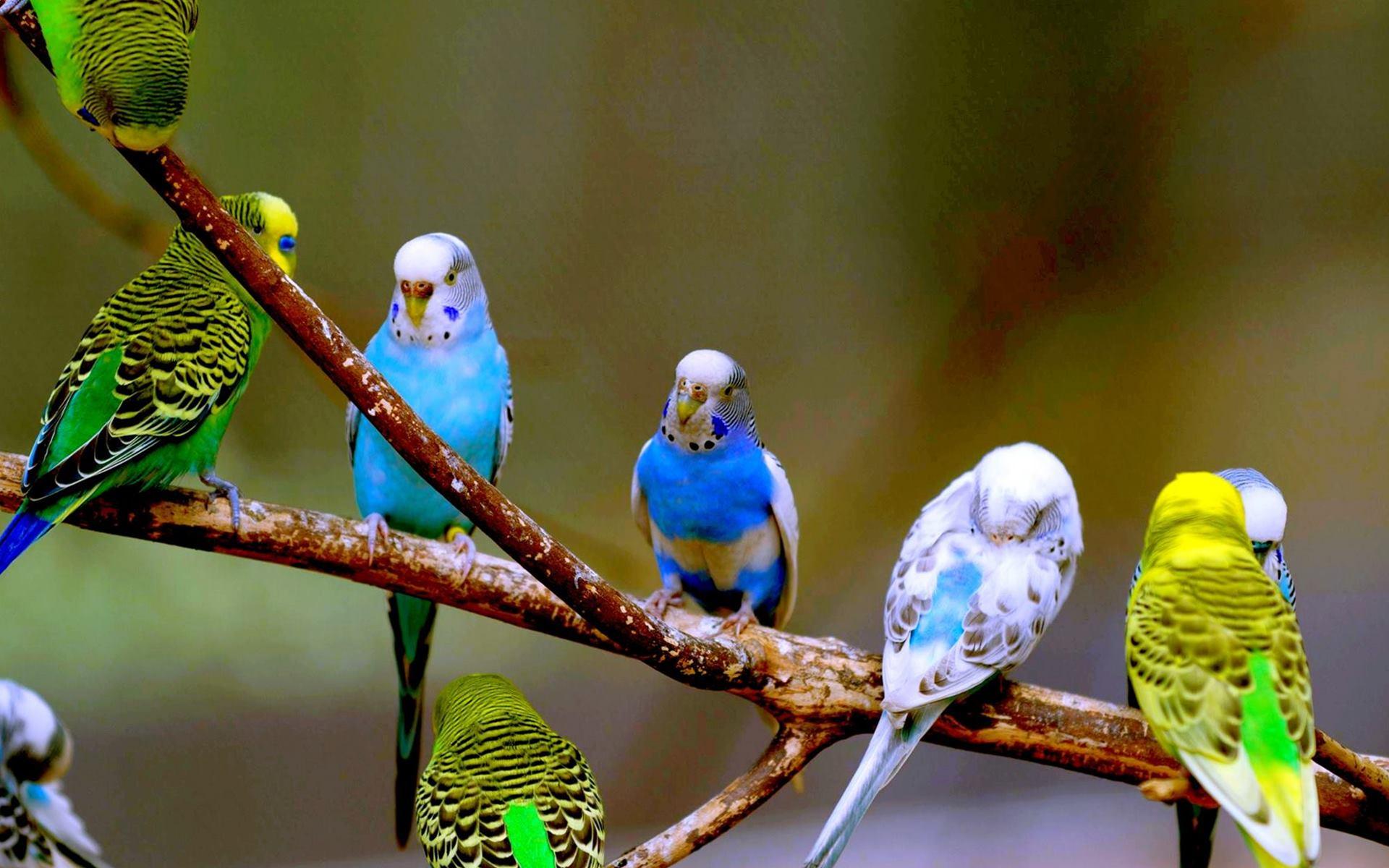 Budgerigar Birds HD Wallpaper