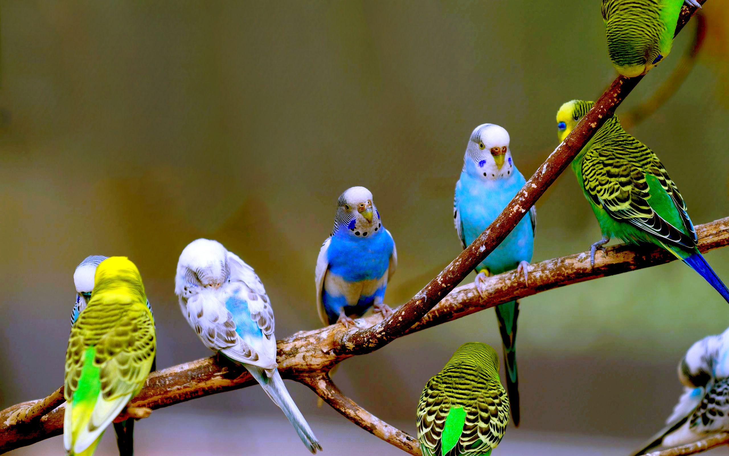 Budgies birds budgerigar