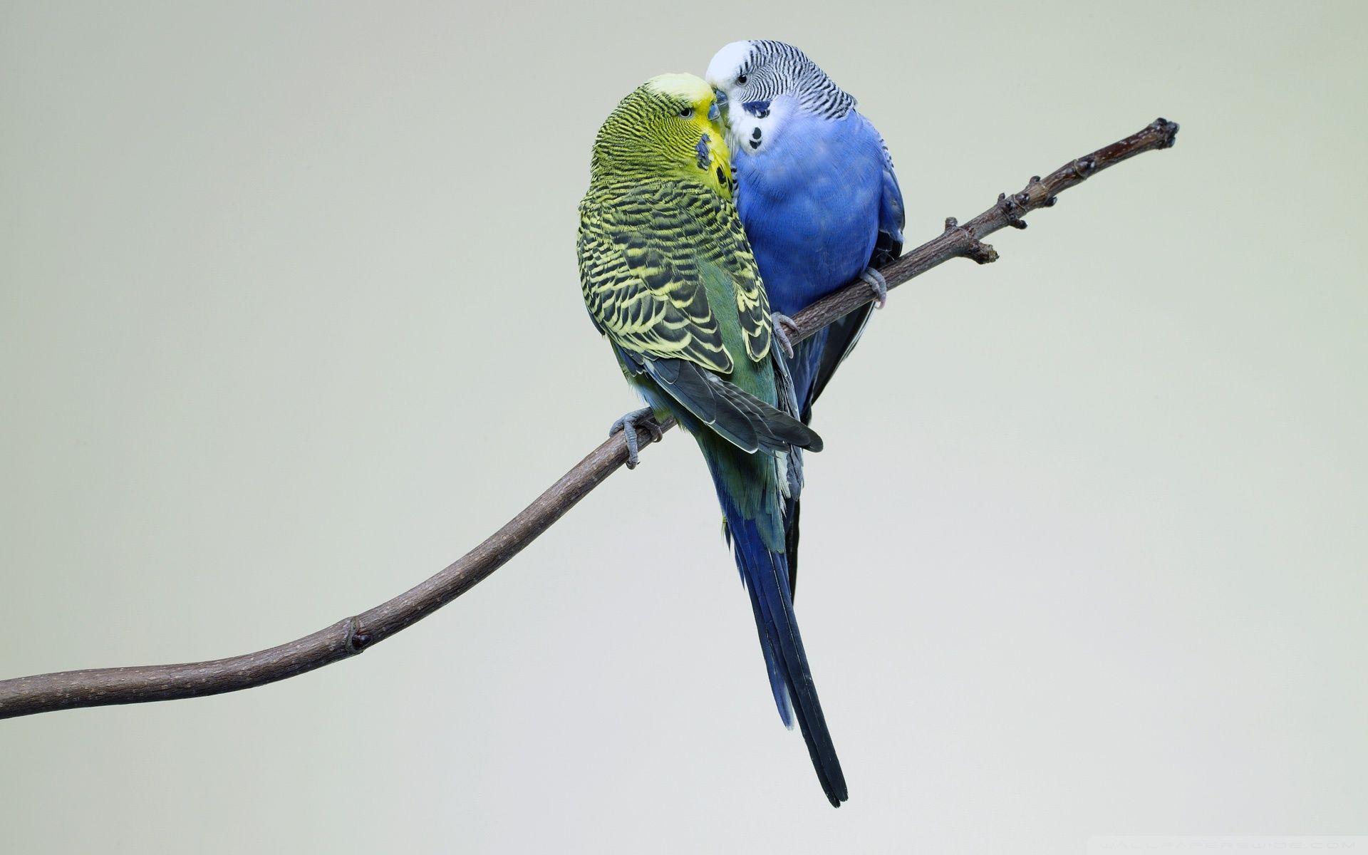 Kissing Budgies ❤ 4K HD Desktop Wallpaper for 4K Ultra HD TV