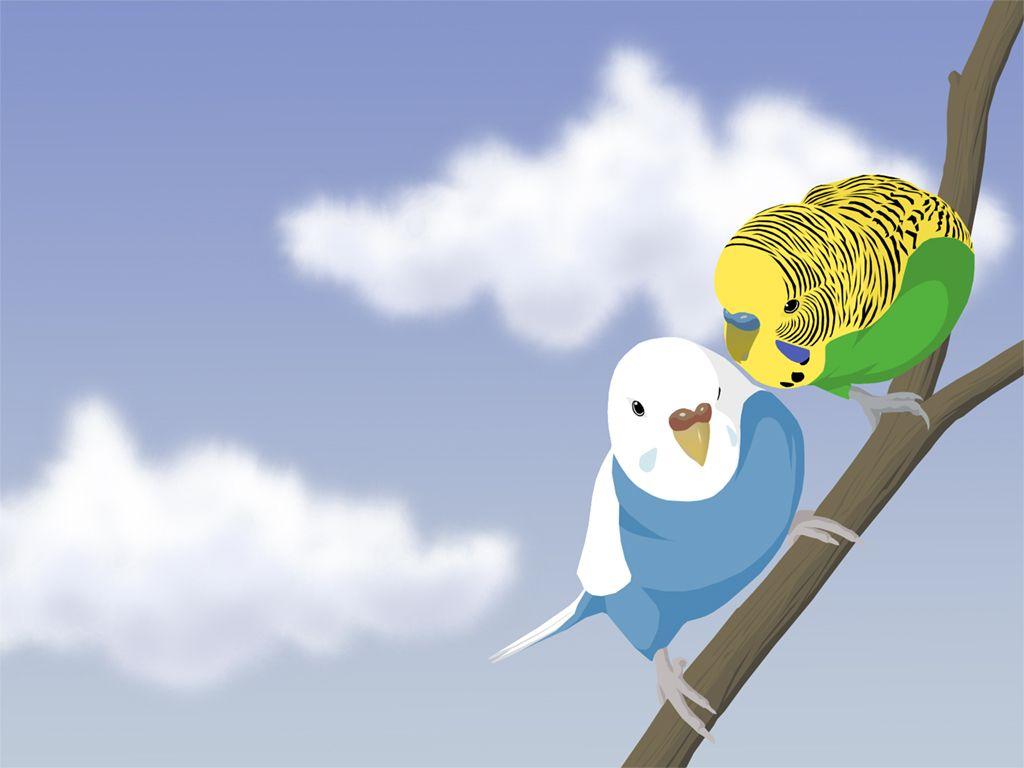 budgie wallpaper birds HD background. Wallpaper For Desktop