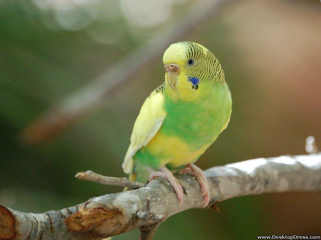 Desktop Wallpaper Animals Background Budgerigar