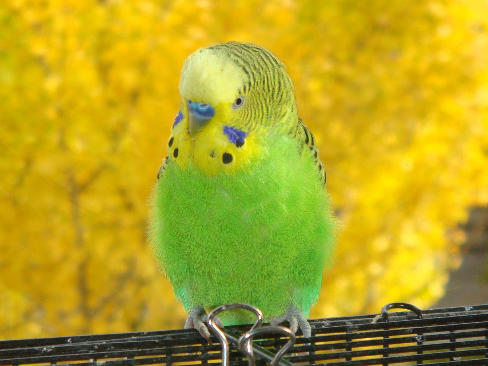 Budgerigar HD Wallpaper