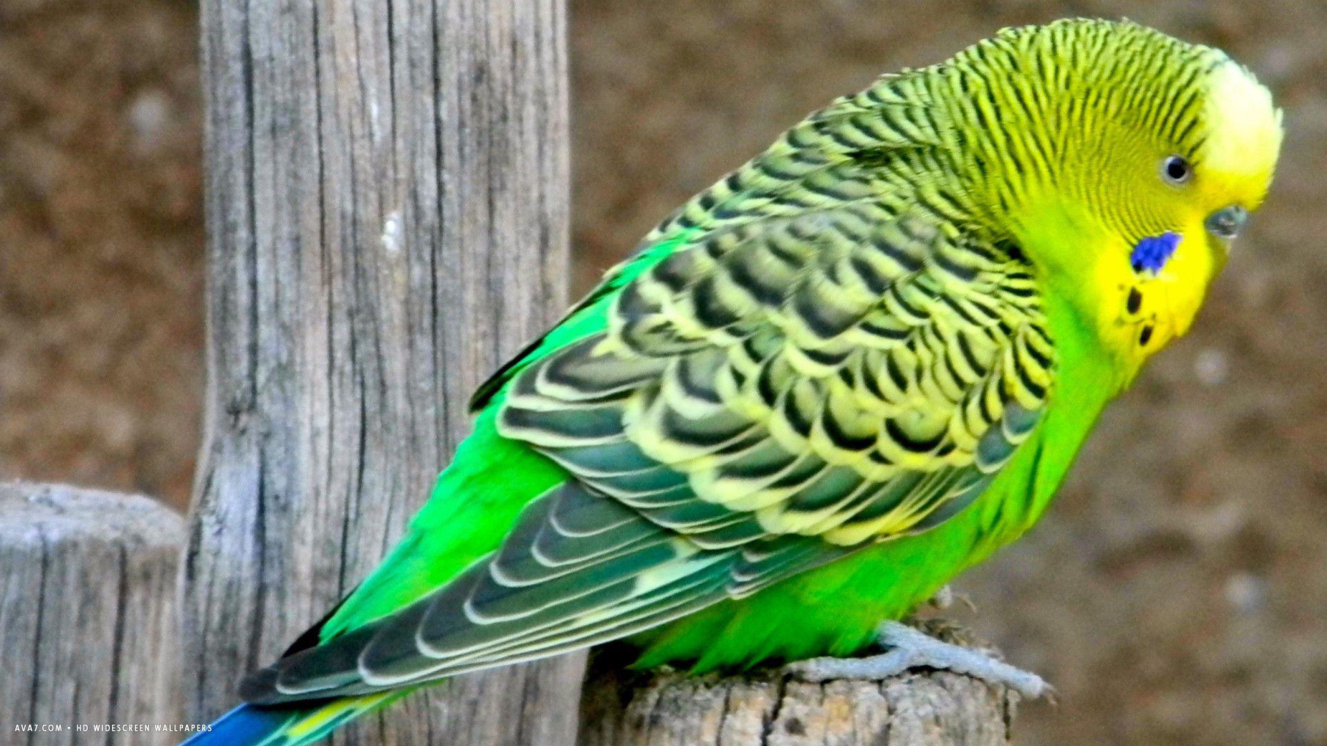 budgie australian parrot budgerigar bird green HD widescreen