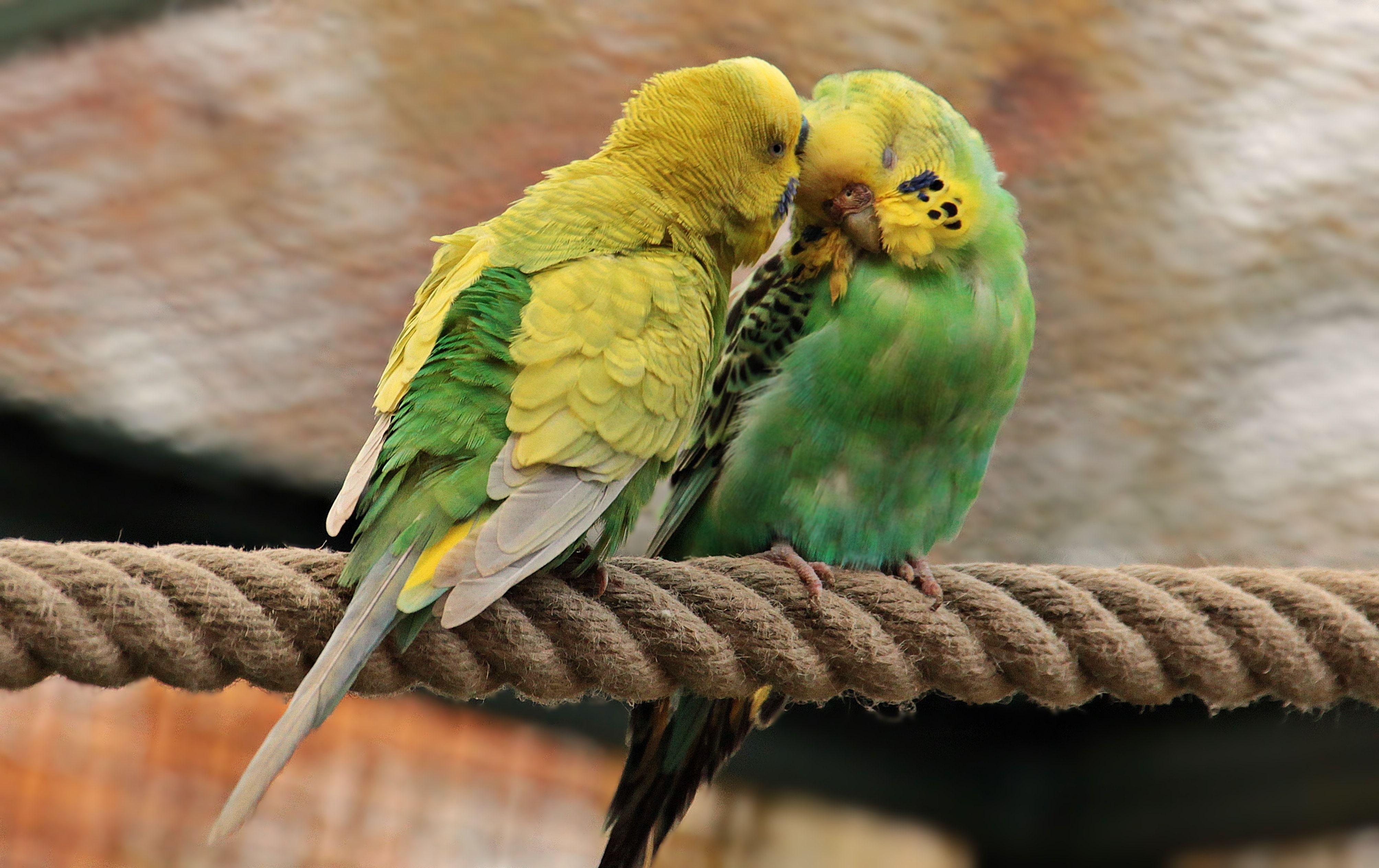 Budgerigar HD Wallpaper Background Wallpaper