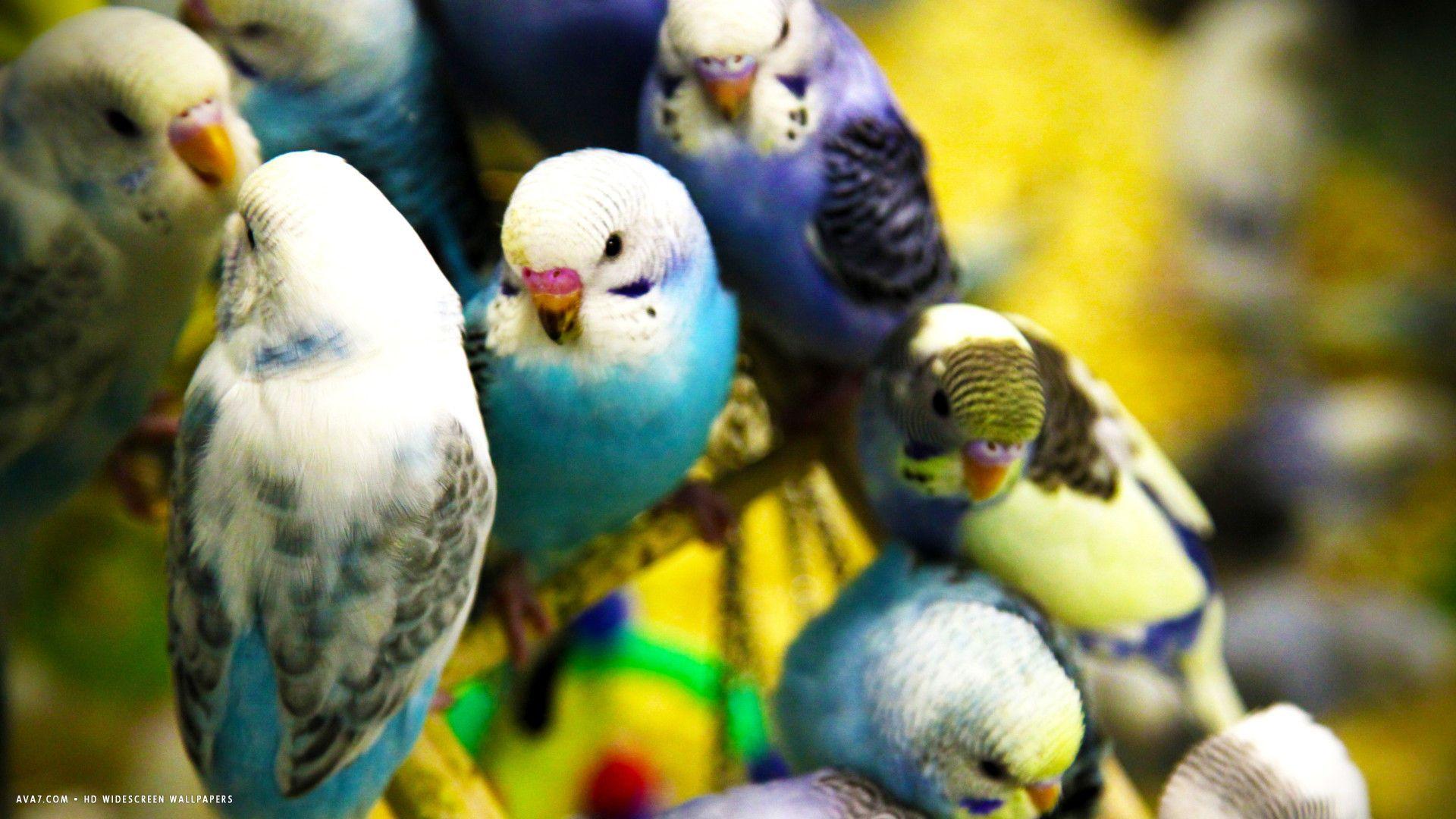 budgie parakeets flock birds HD widescreen wallpaper / birds