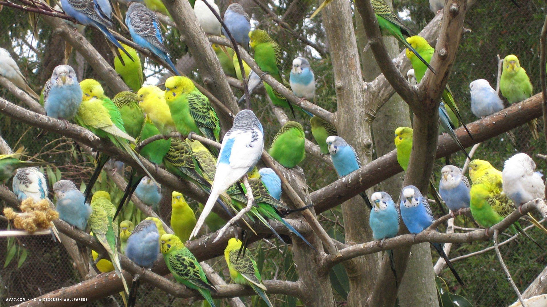 budgie zoo melopsittacus undulatus flock hundreds birds HD