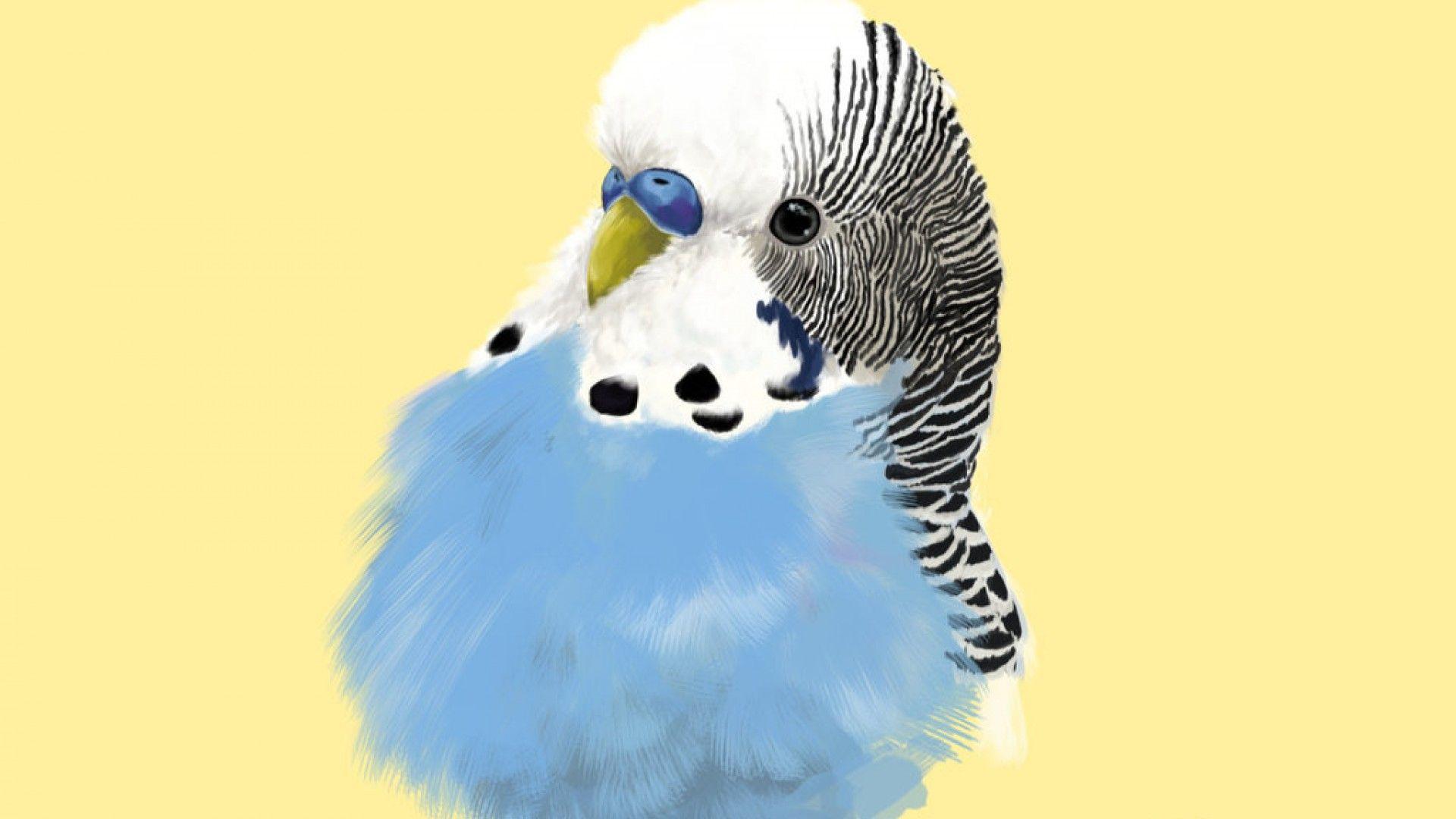 Simply: Budgie australian bird parakeet budgerigar