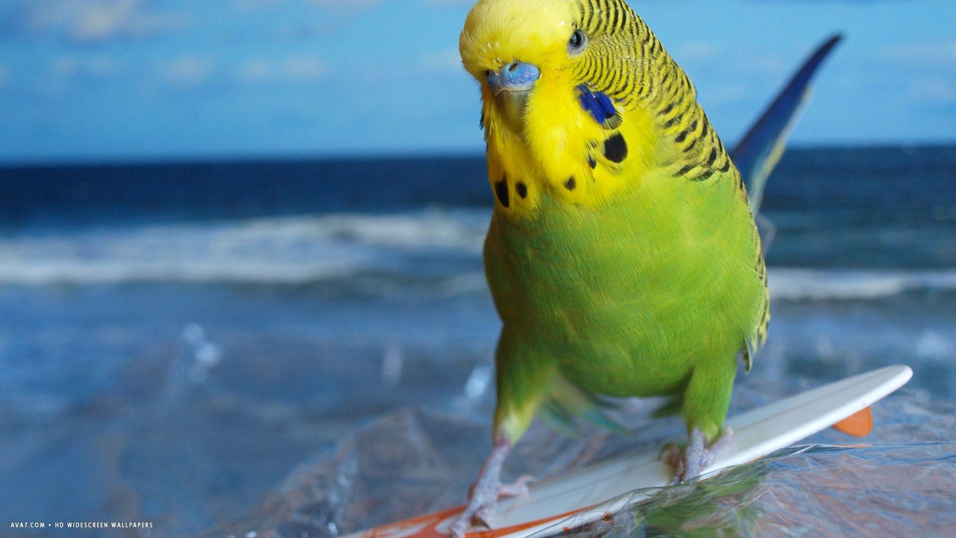 budgie HD widescreen wallpaper / / birds background