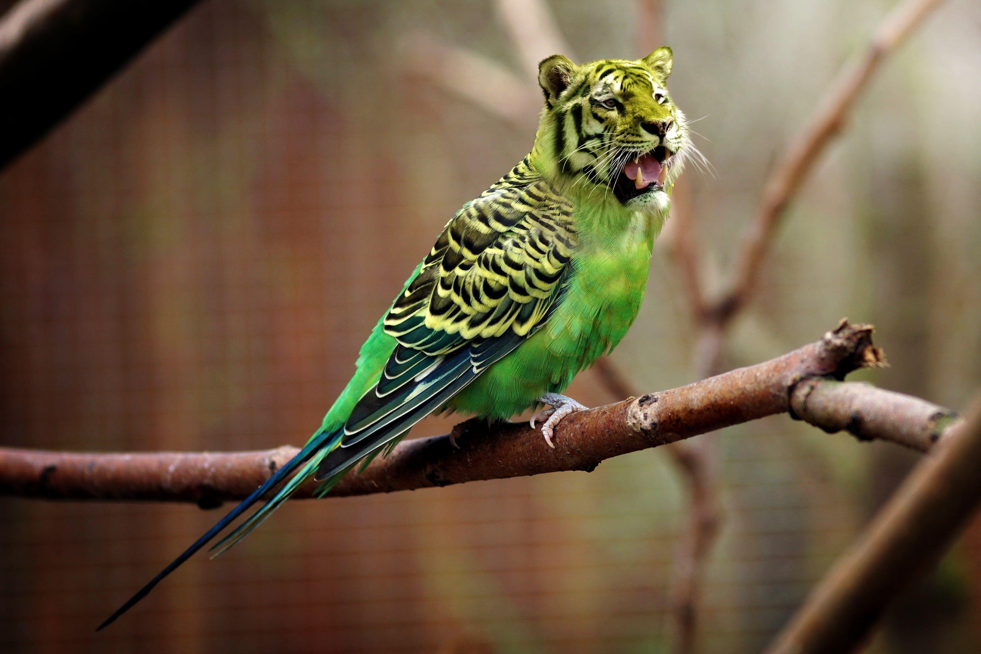 Selective focus of green budgerigar with tiger head edited photo