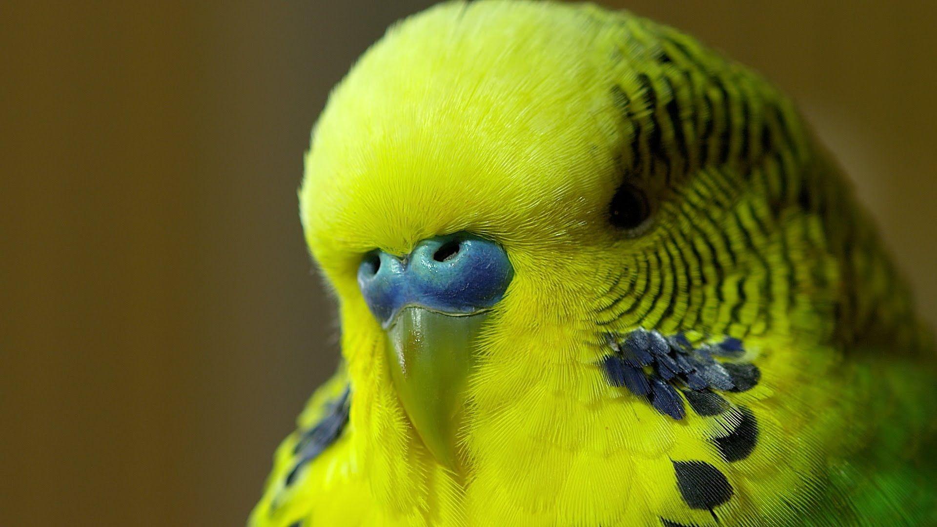 Волнистый попугай Чех желтый