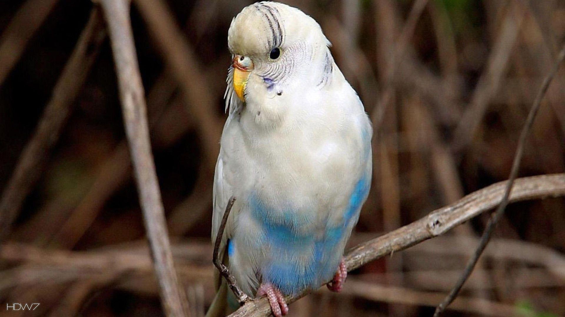 budgie budgerigar pale blue melopsittacus undulatus female bird