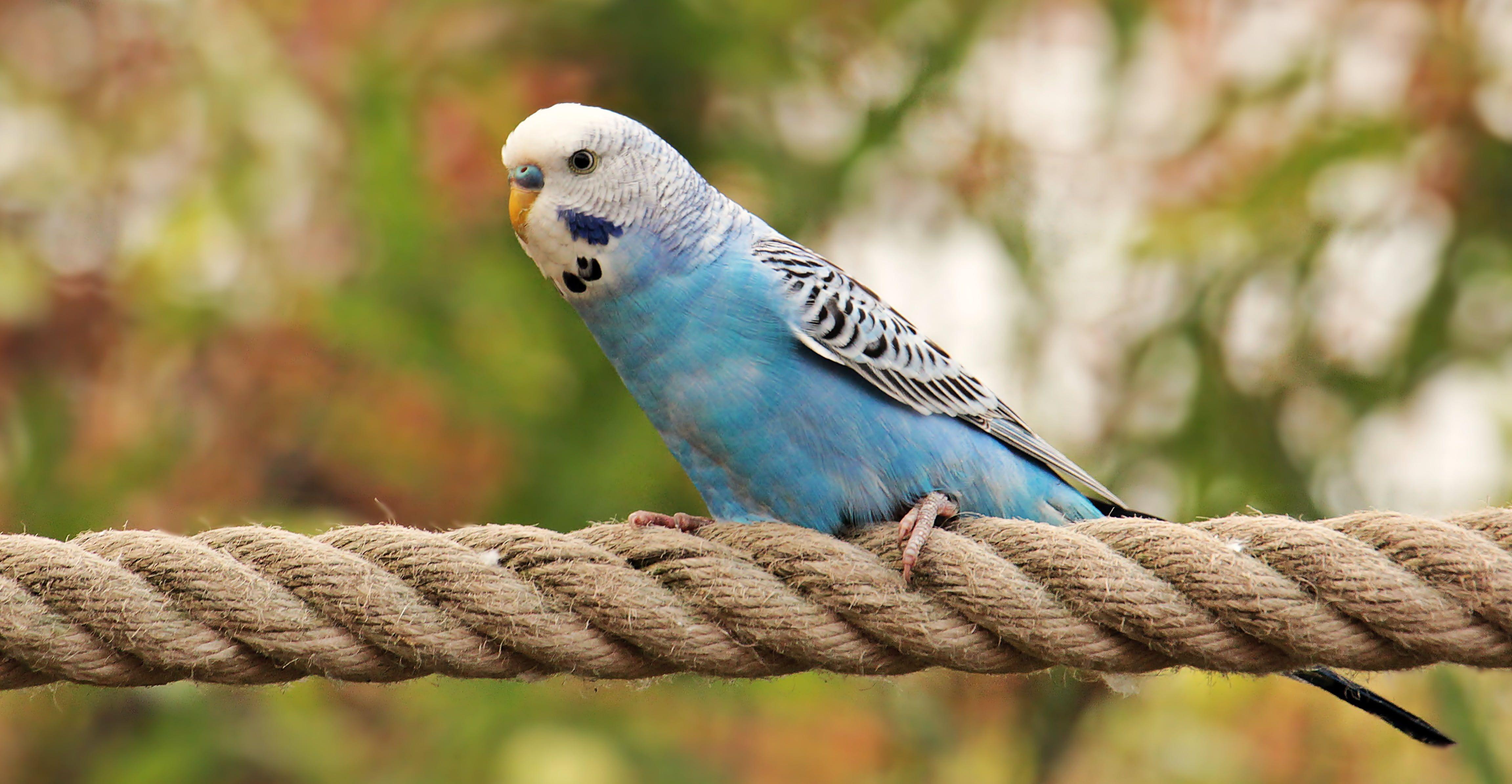 Blue Parakeet Wallpapers - Wallpaper Cave