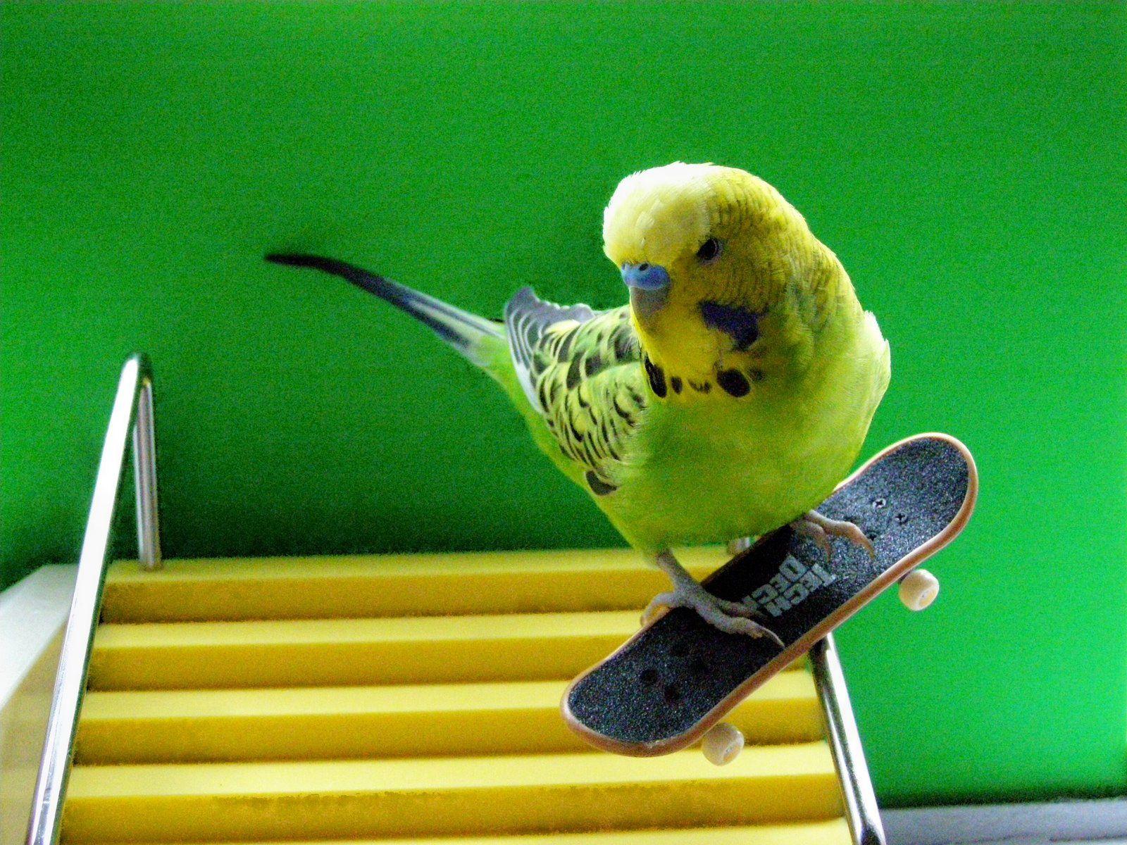 Budgies are Awesome: Week of Skateboarding Budgies: Day One