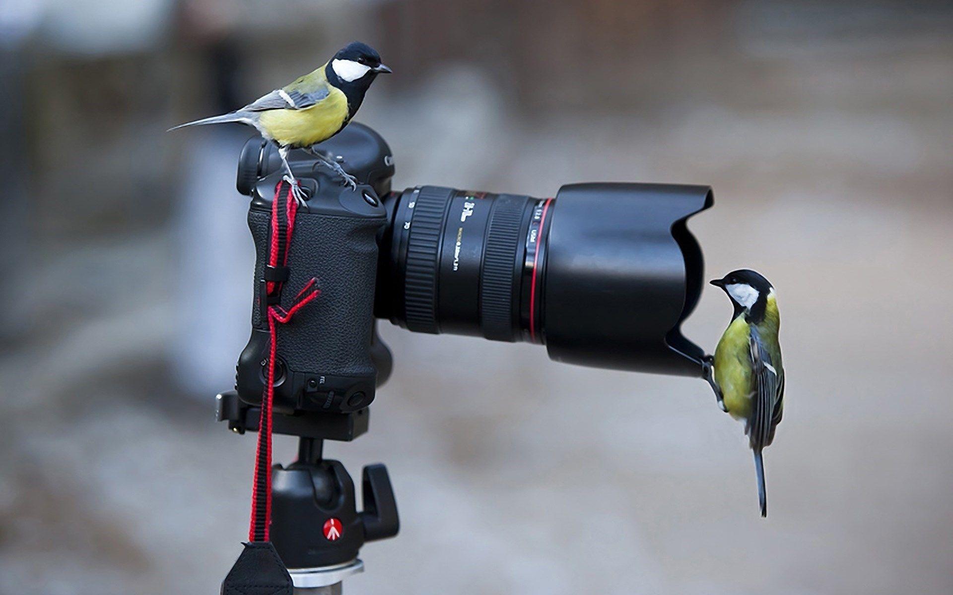 Canon Camera Tripod Curious Birds Desktop Wallpaper