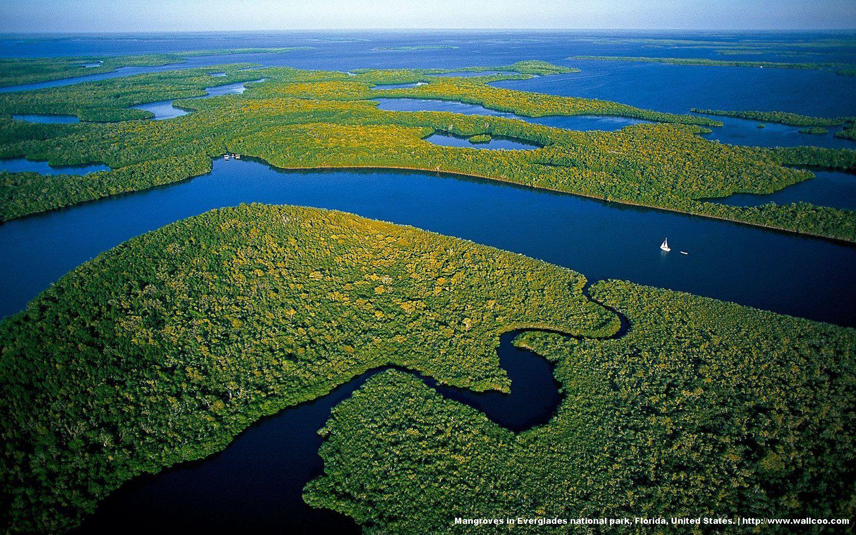 Everglades National Park's mangrove forests 19913