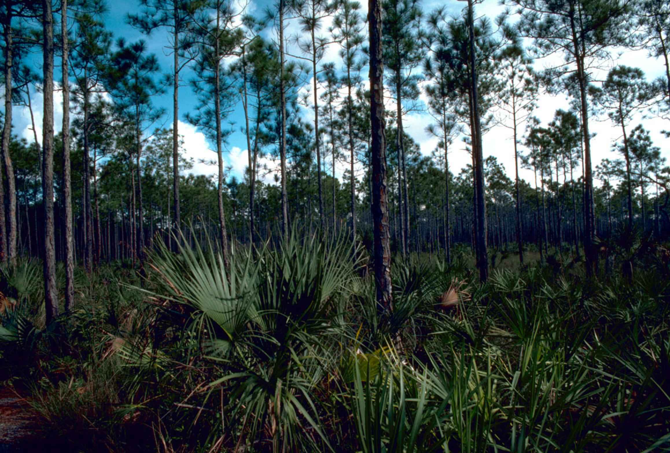 Everglades national