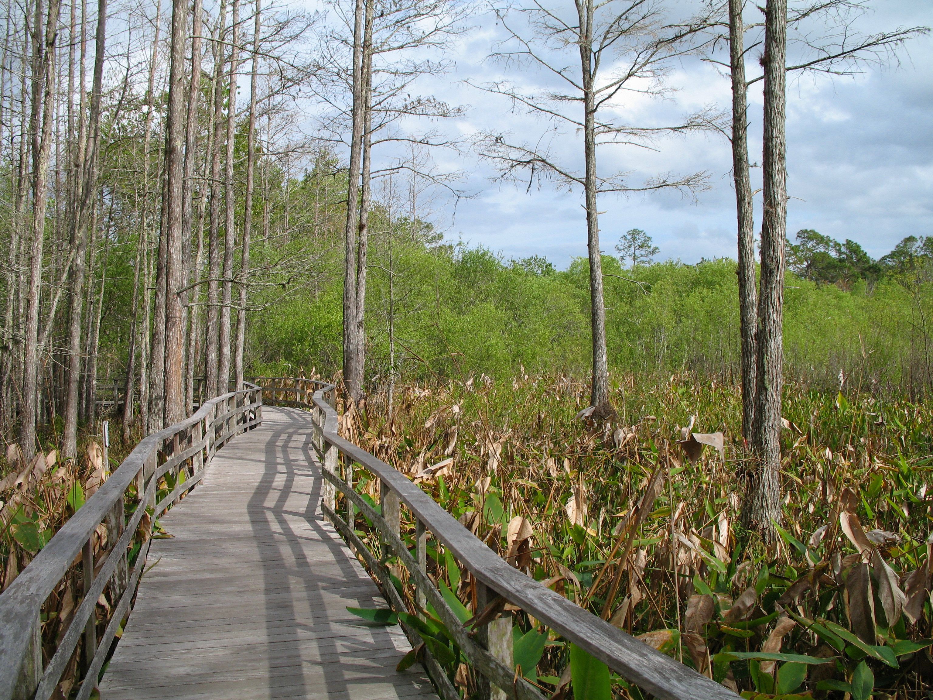 Audubon Society Corkscrew Swamp