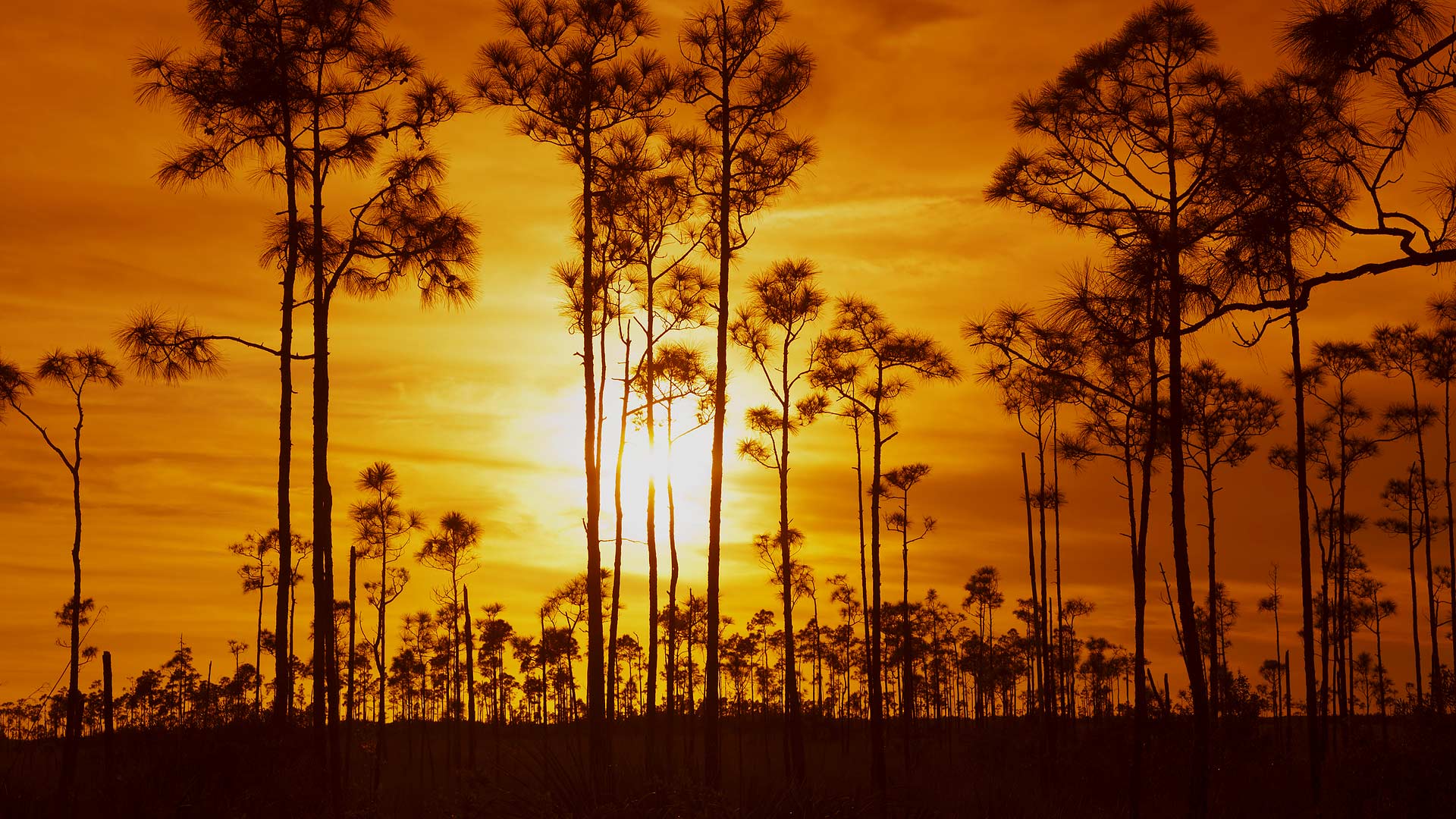 Sunset at Everglades National Park in Florida Full HD Wallpaper