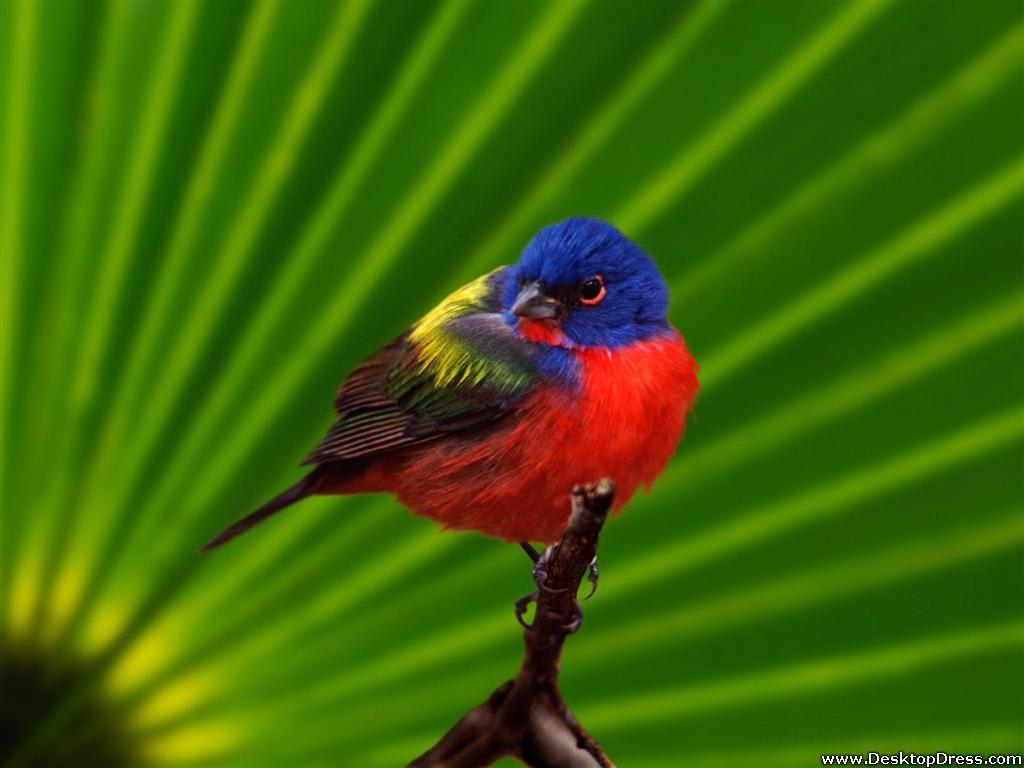 Desktop Wallpaper Animals Background Everglades National