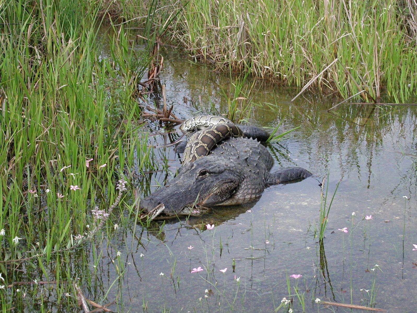 Everglades National Park Animals. Everglades National Park