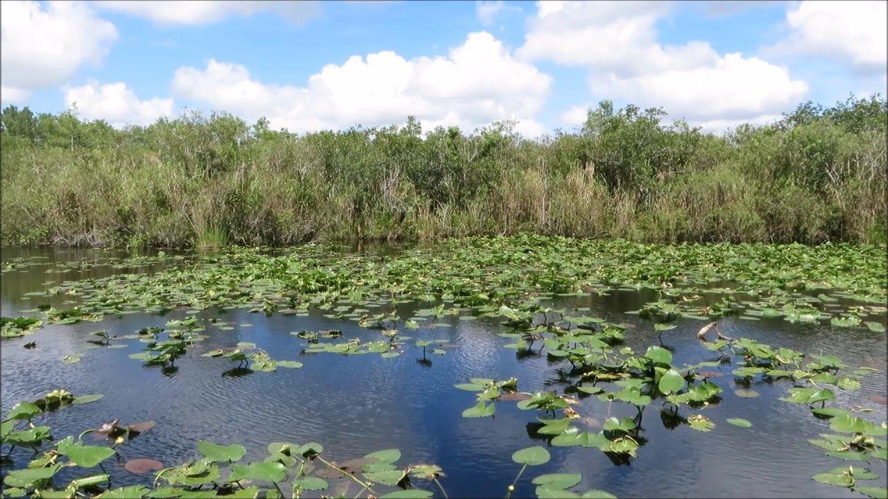 Everglades National Park screensaver 3 (HD minutes)