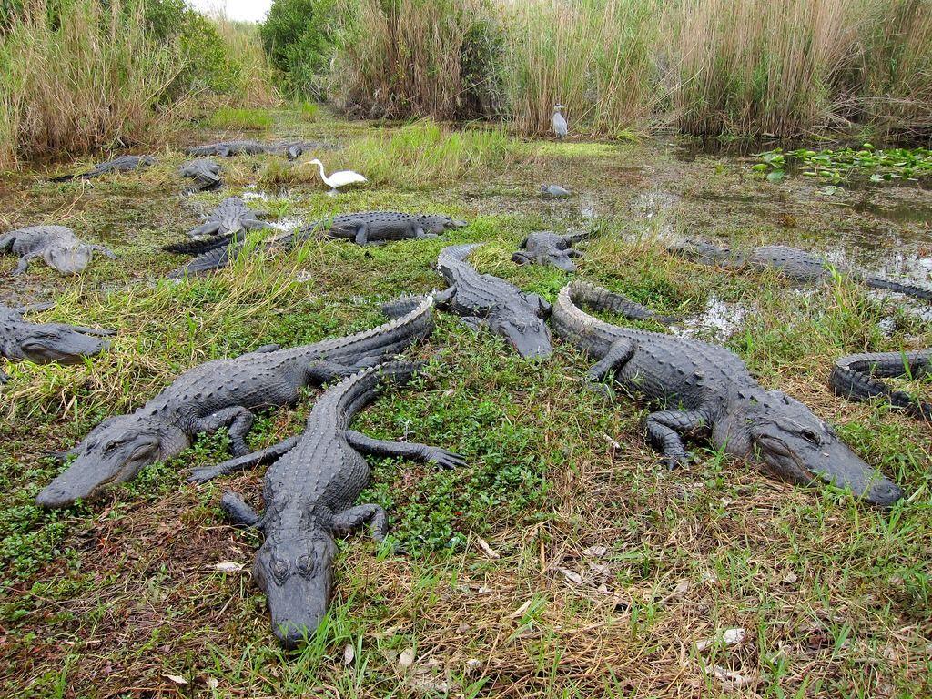 Intriguing Everglades Itinerary. Experience Park Tours